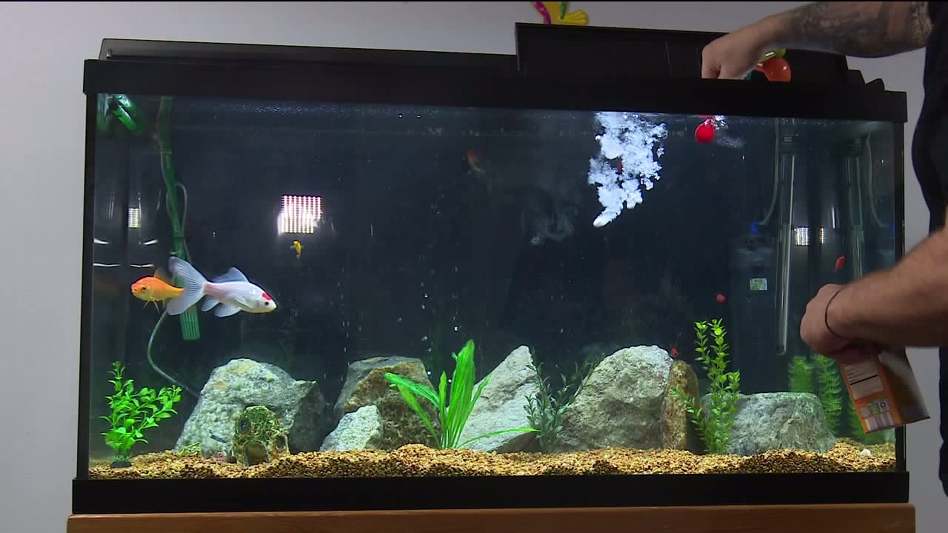 Using Aquariums to Help Students with Special Needs