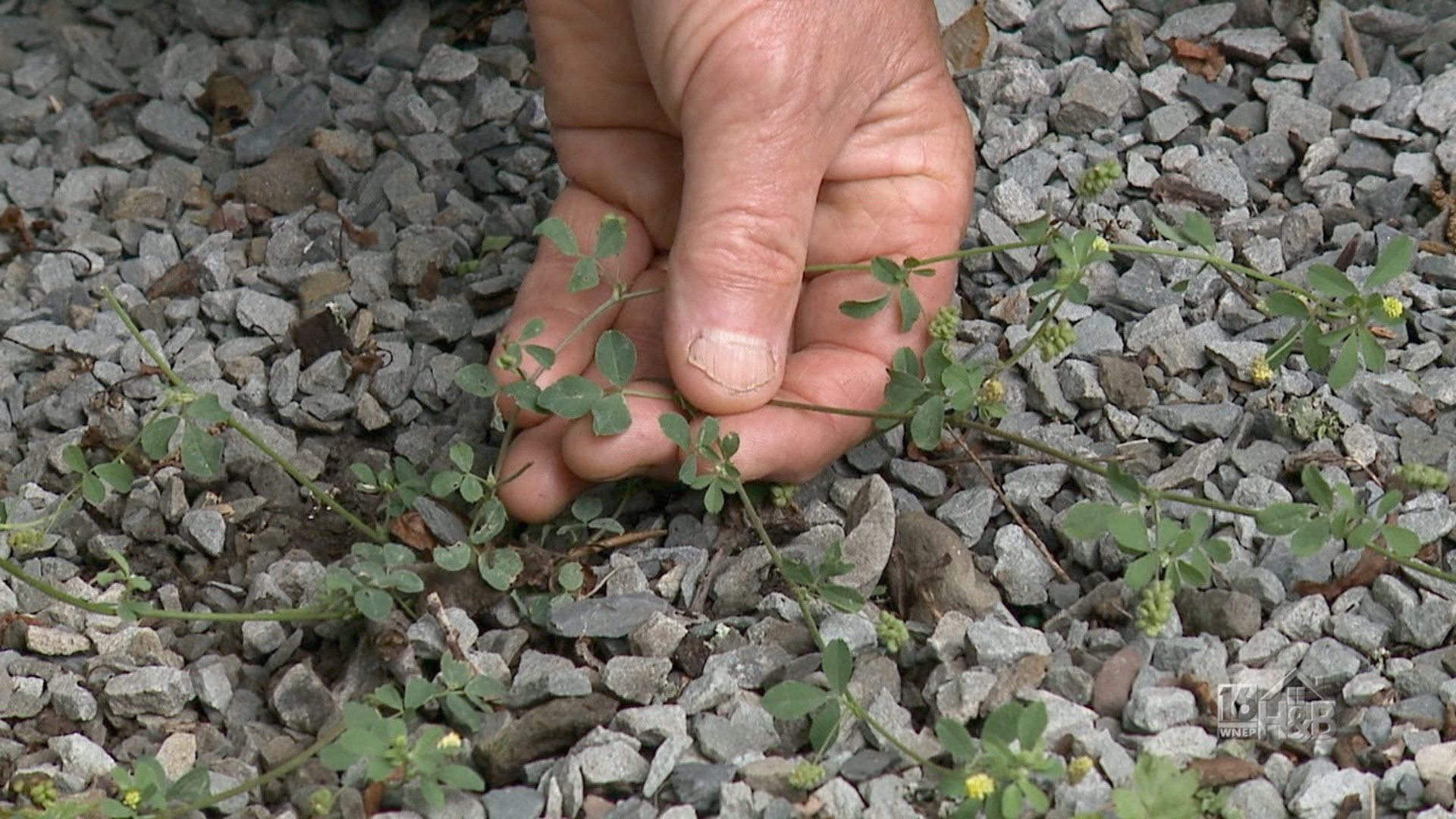 Weed of The Week: Black Medic