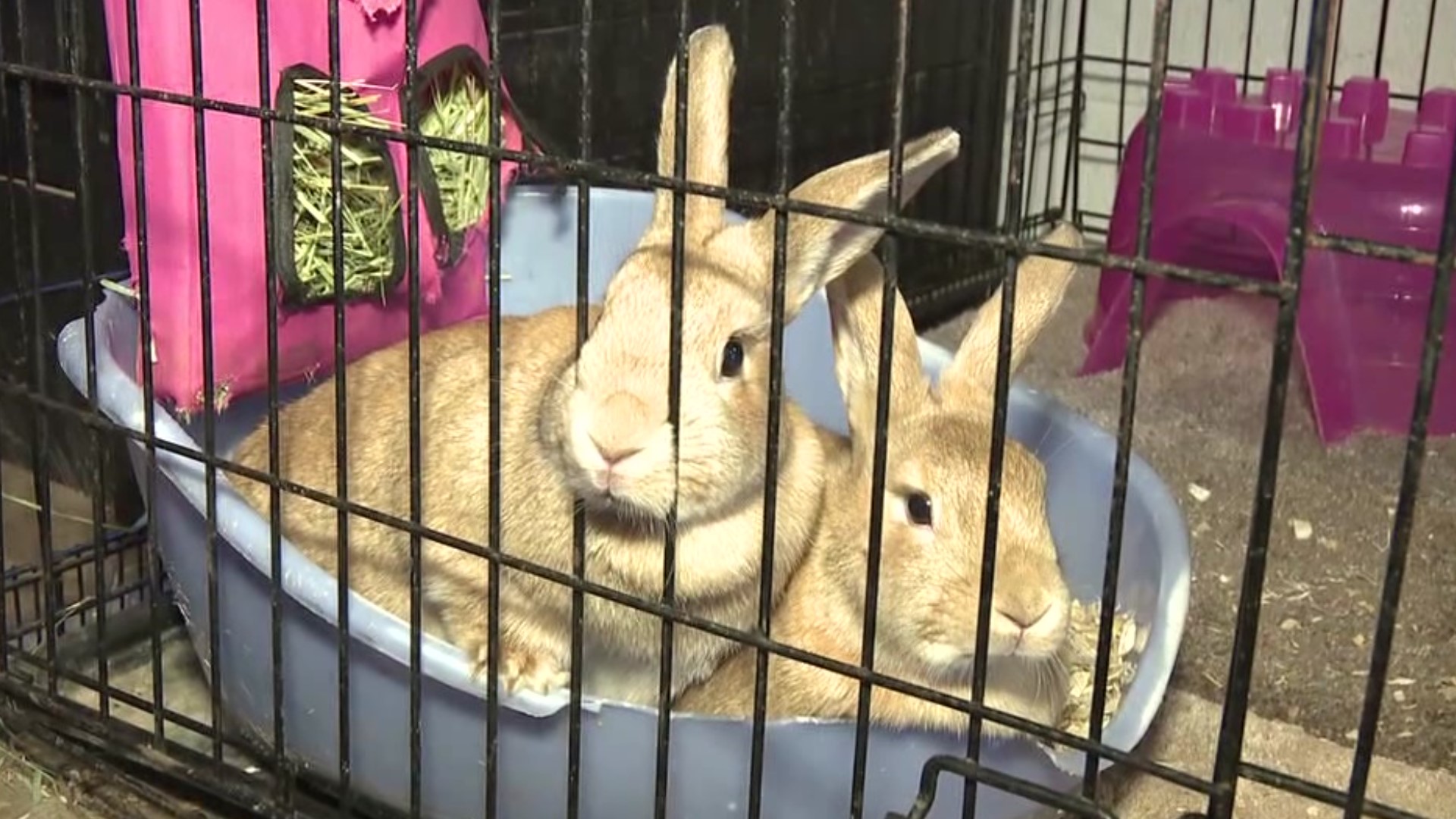 An animal rescue in Snyder County says bringing home a bunny or other small animal at Easter might not be a good idea.