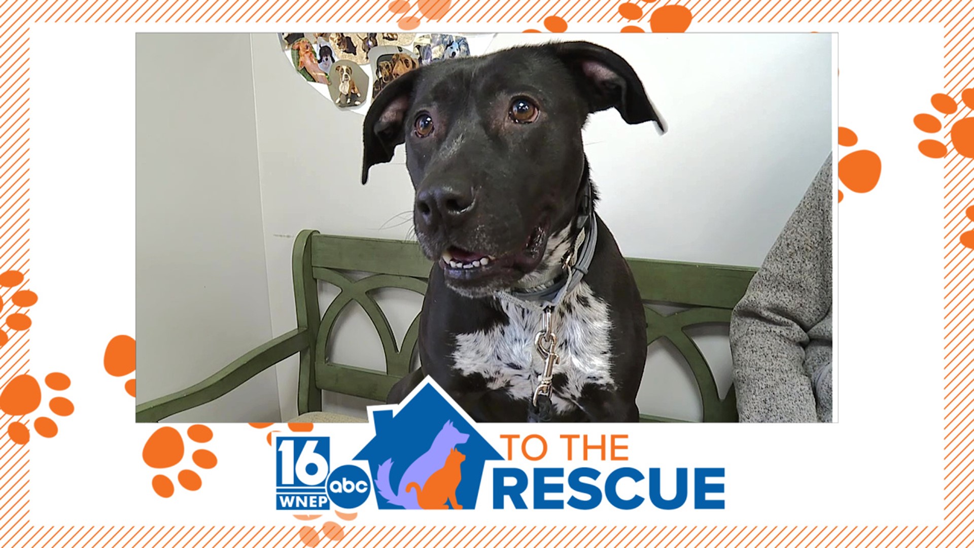 In this week's 16 To The Rescue, we meet a 2-year-old dog currently being fostered through Paw Pack Doggy Daycare near Lake Ariel.