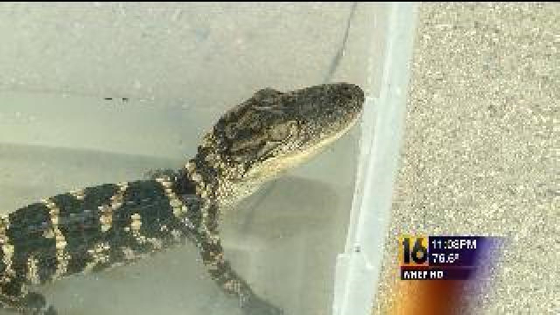 Alligator saved from fire
