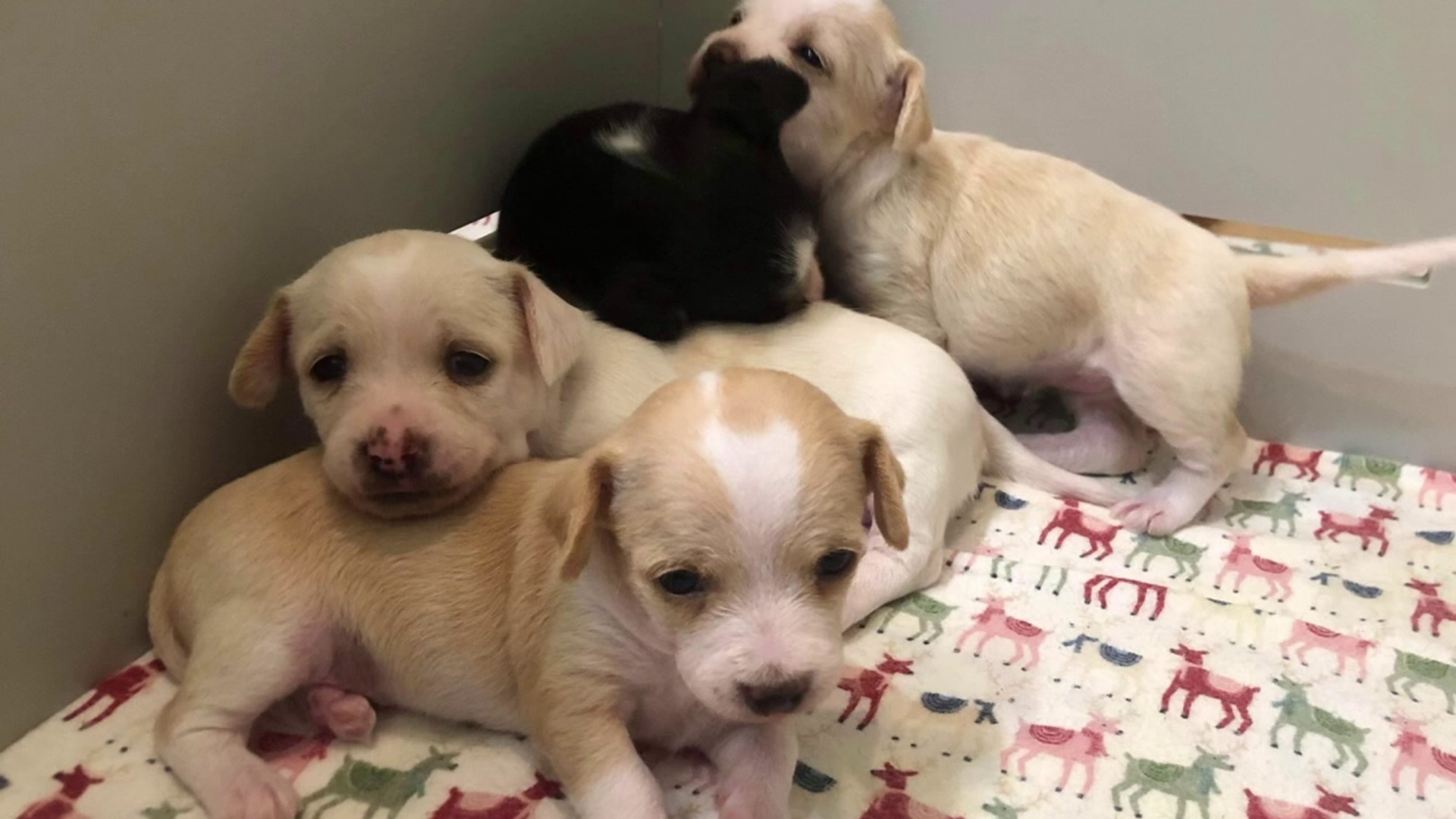 Animal shelters across our region are dealing with an influx of animals ending up in their care, but one shelter has welcomed seven litters of puppies.