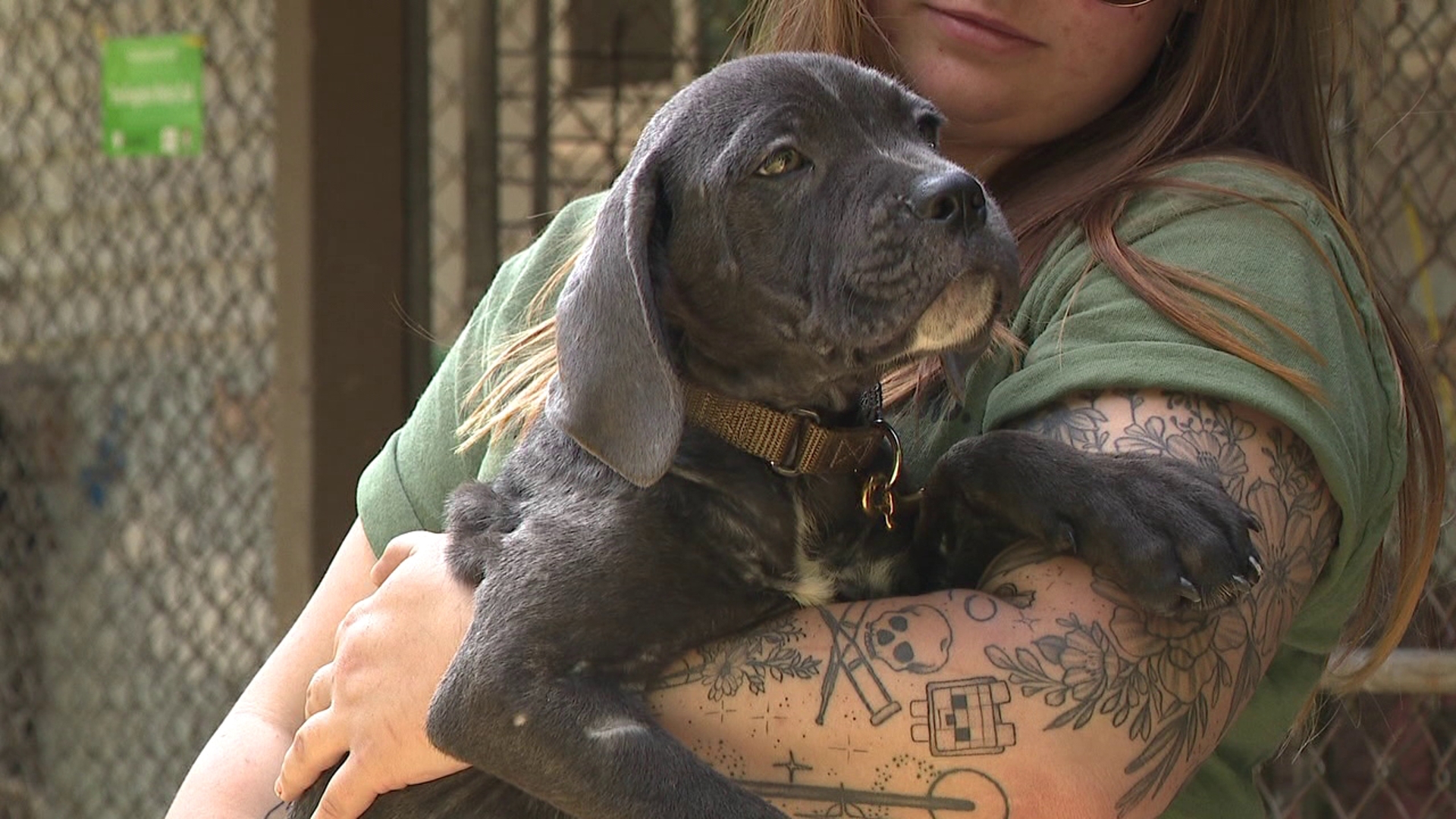 After six mastiff puppies were dumped on the side of the road in Luzerne County, shelters and rescues are saying enough is enough.