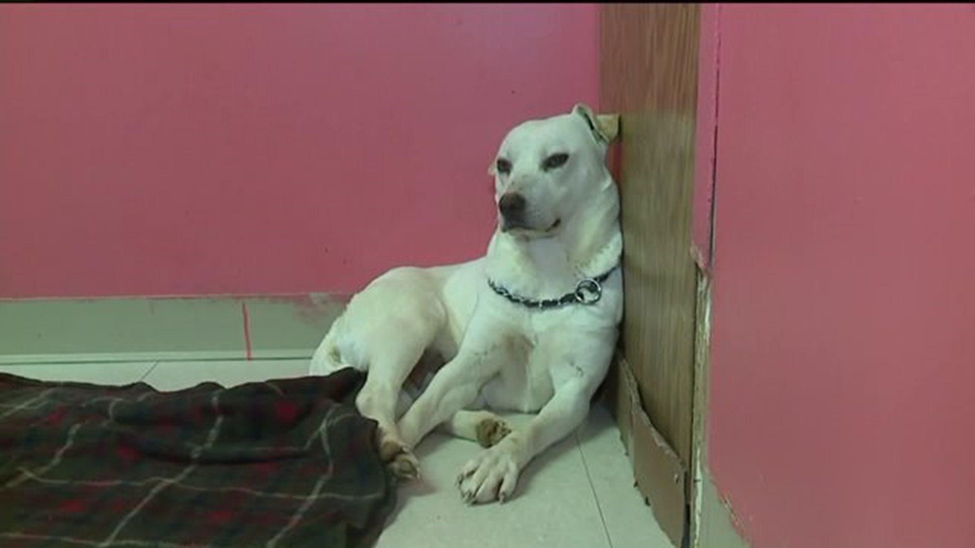 Dogs Rescued from Slaughter Arrive in Schuylkill County