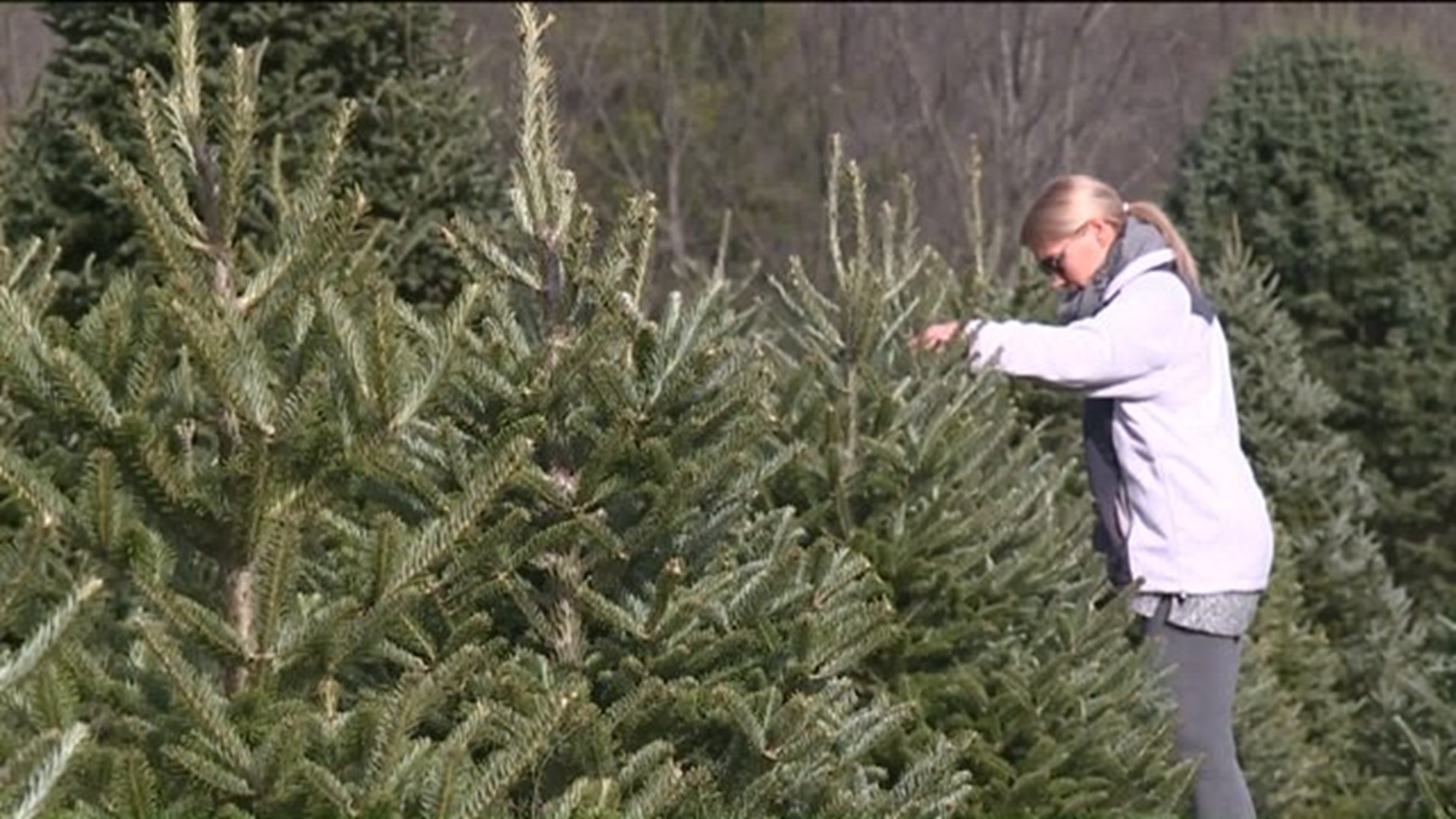Trees for Troops Helps Military Families Get Christmas Trees
