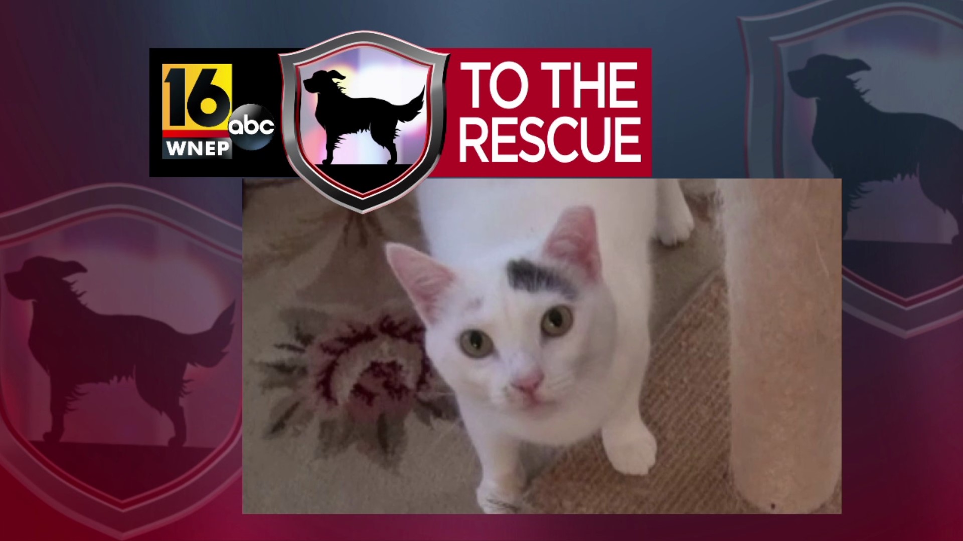 In this week's 16 To The Rescue, we meet a cat rescued from the streets about six months ago, now living with a foster family in Mountain Top.