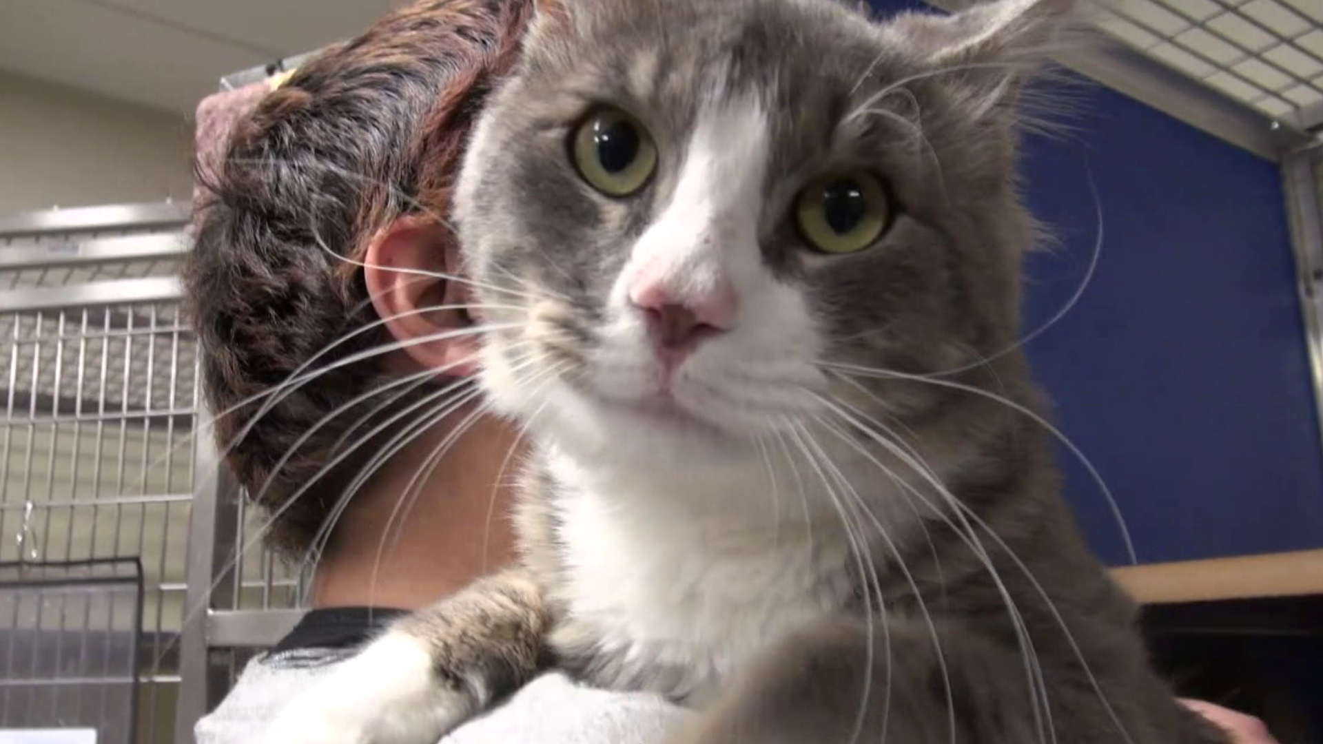 We meet a cute cast of cats at a shelter in Lackawanna County.
