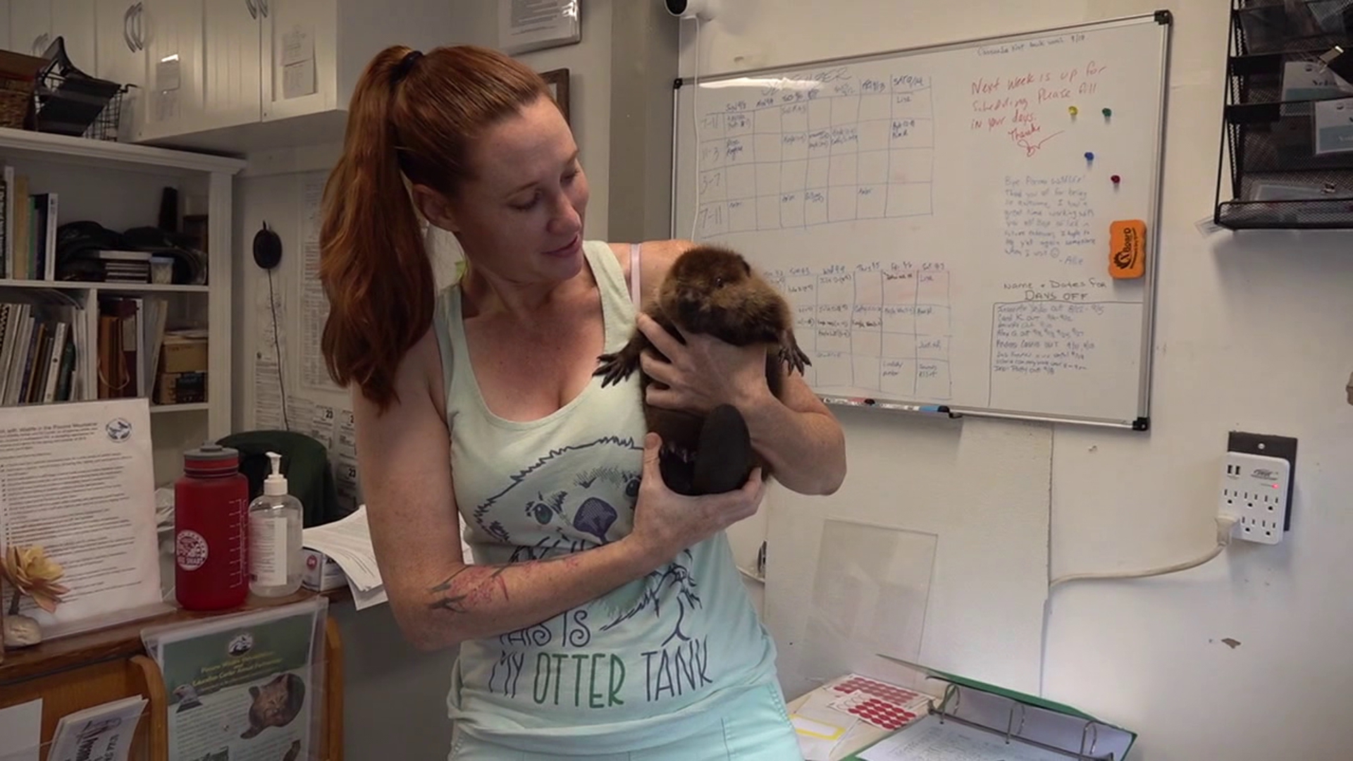 Two orphaned baby beavers are coming together at a wildlife center in Monroe County.