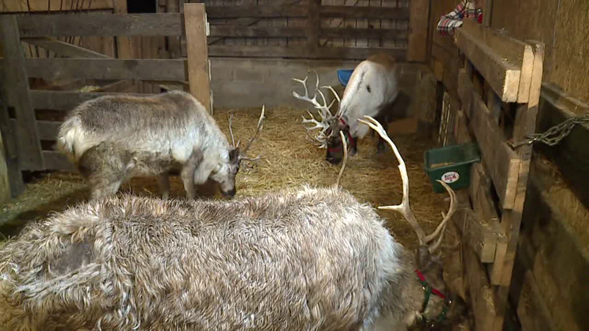 Newswatch 16's Nikki Krize visits a reindeer farm in Columbia County.