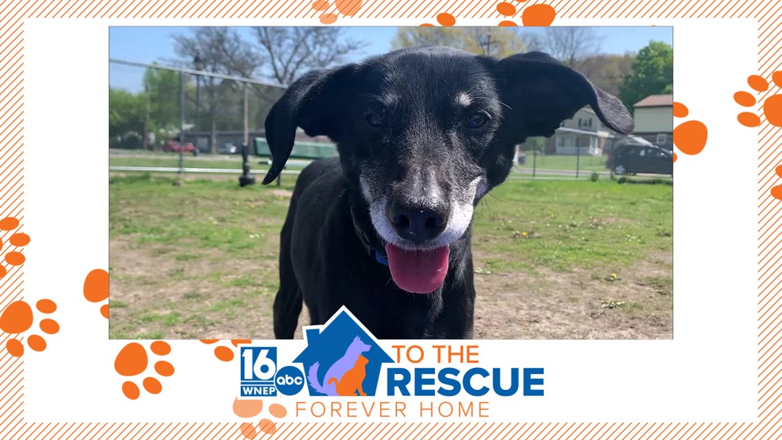 16 To the Rescue: Nikki at Silver Tales Rescue - Vimarsana News