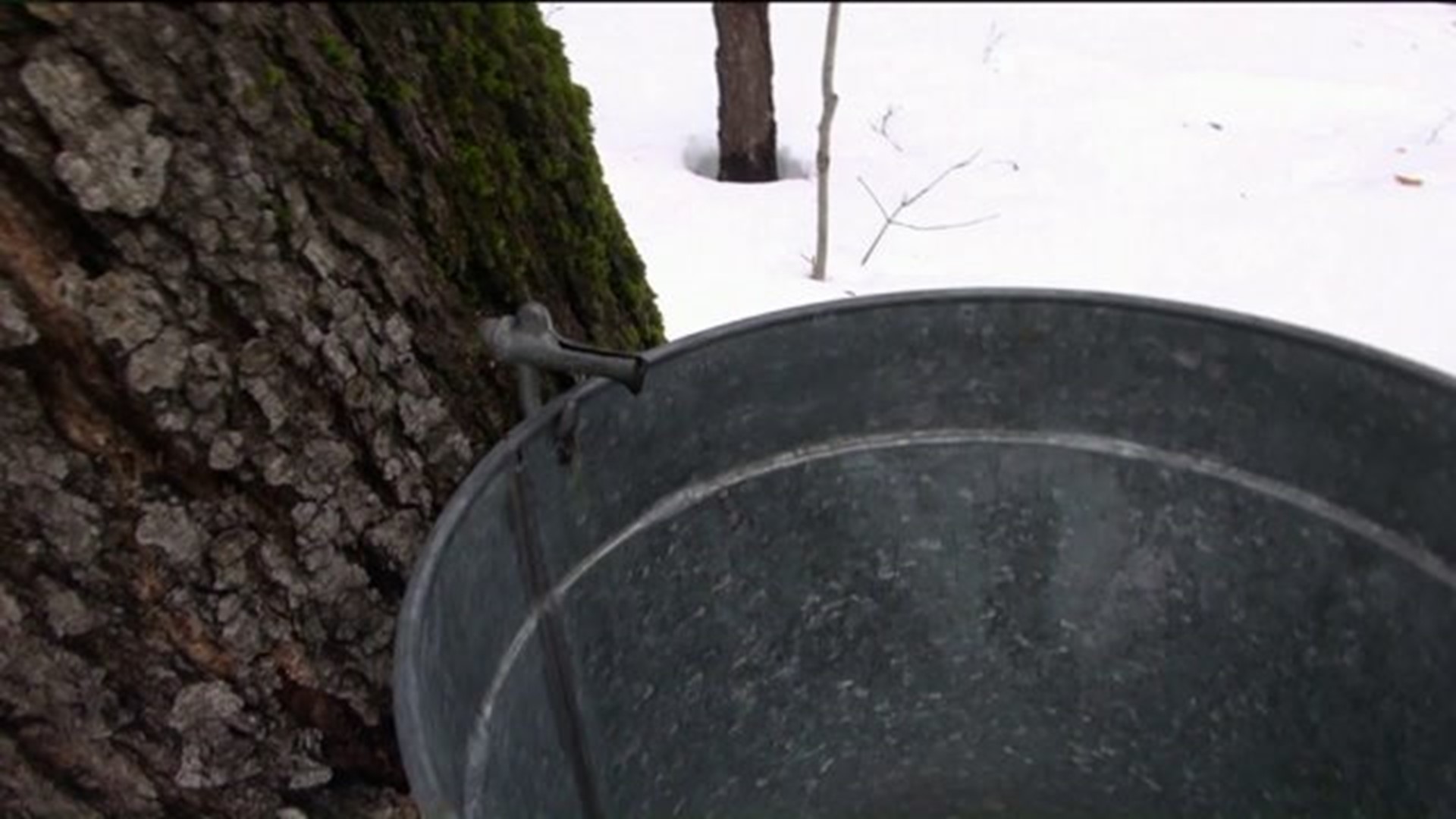 Slow Start For Maple Producers