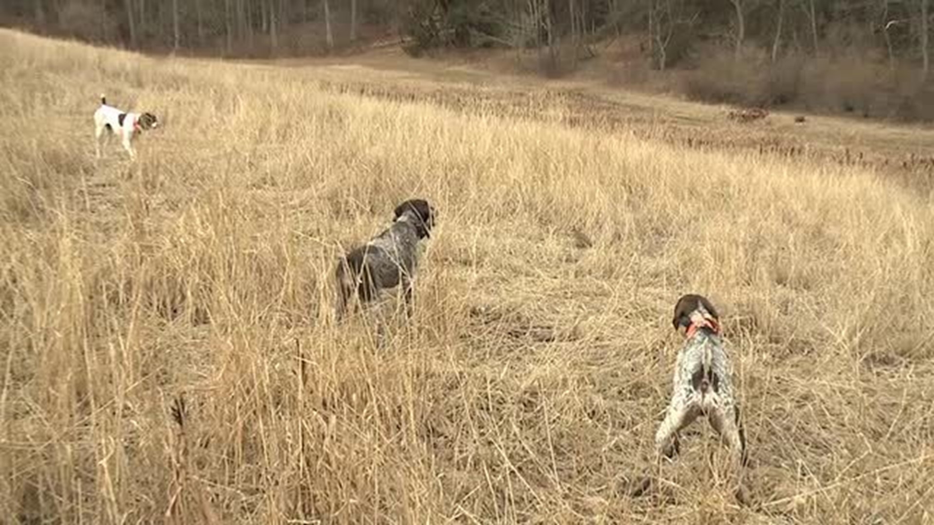 Dusty W German Shorthaired Pointers Hunt