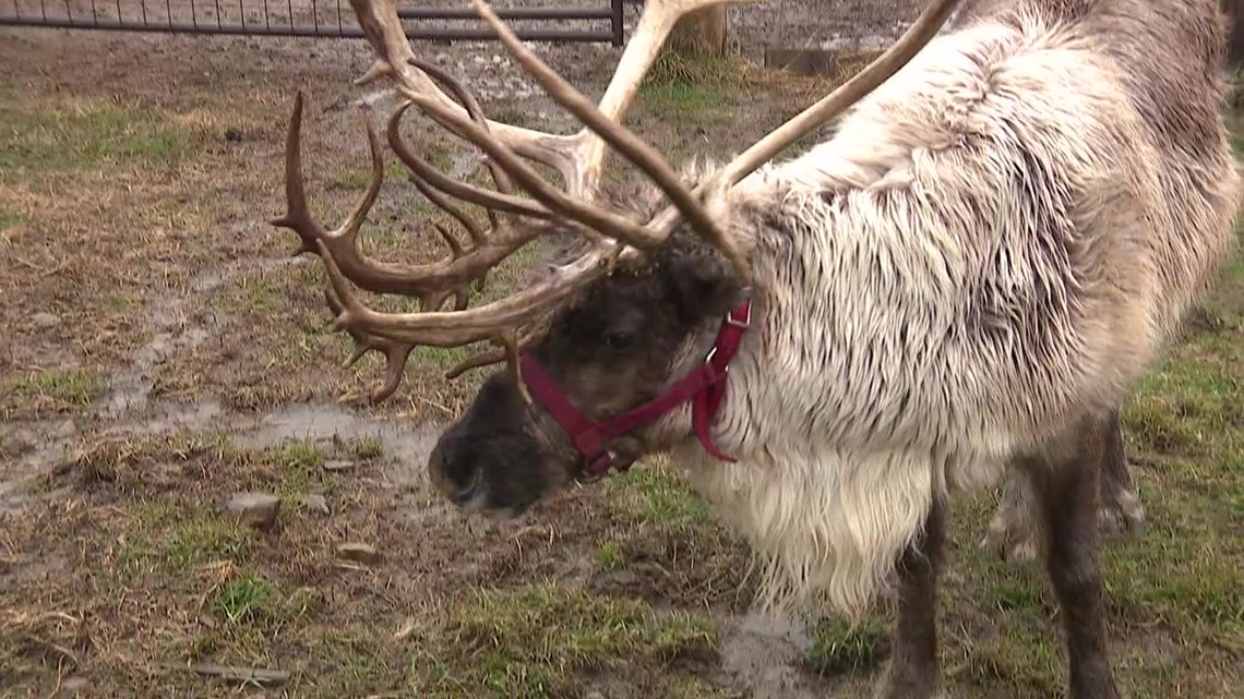 Reindeer ready in Columbia County