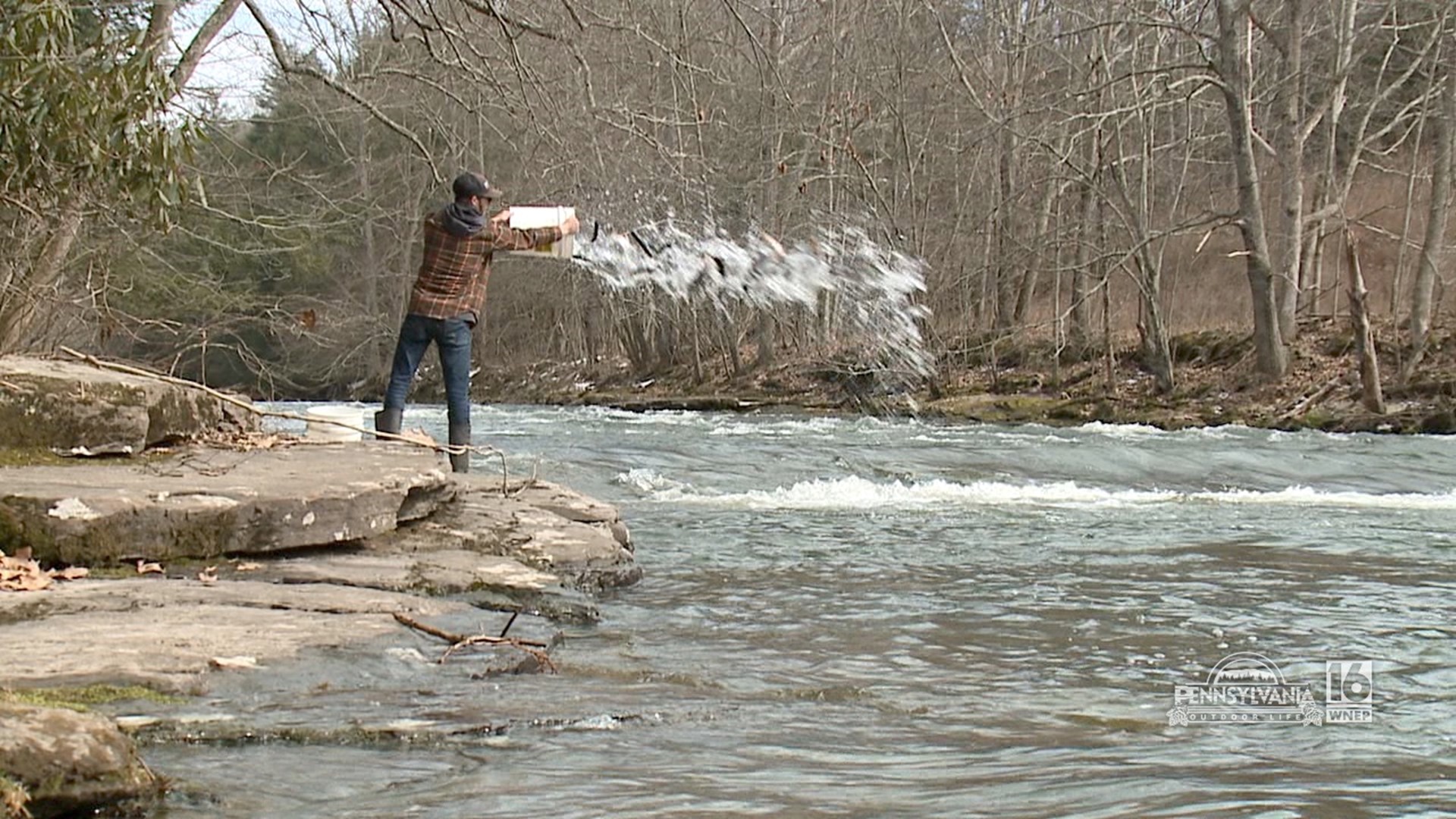 Getting trout in the streams for the opening days.