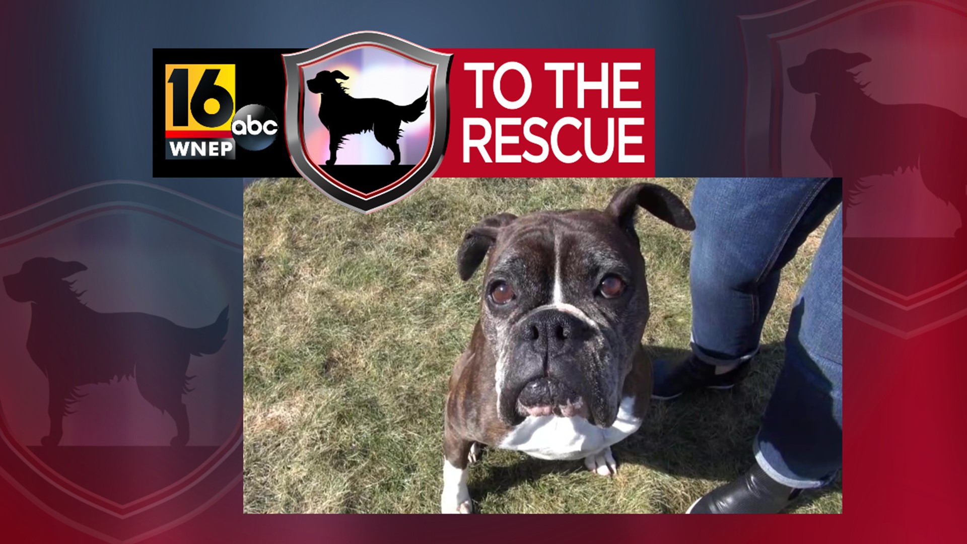 In this week's 16 To The Rescue, we meet a 6-year-old boxer. Luna is a puppy mill survivor now living in a foster home filled with kids and other dogs in Kingston.
