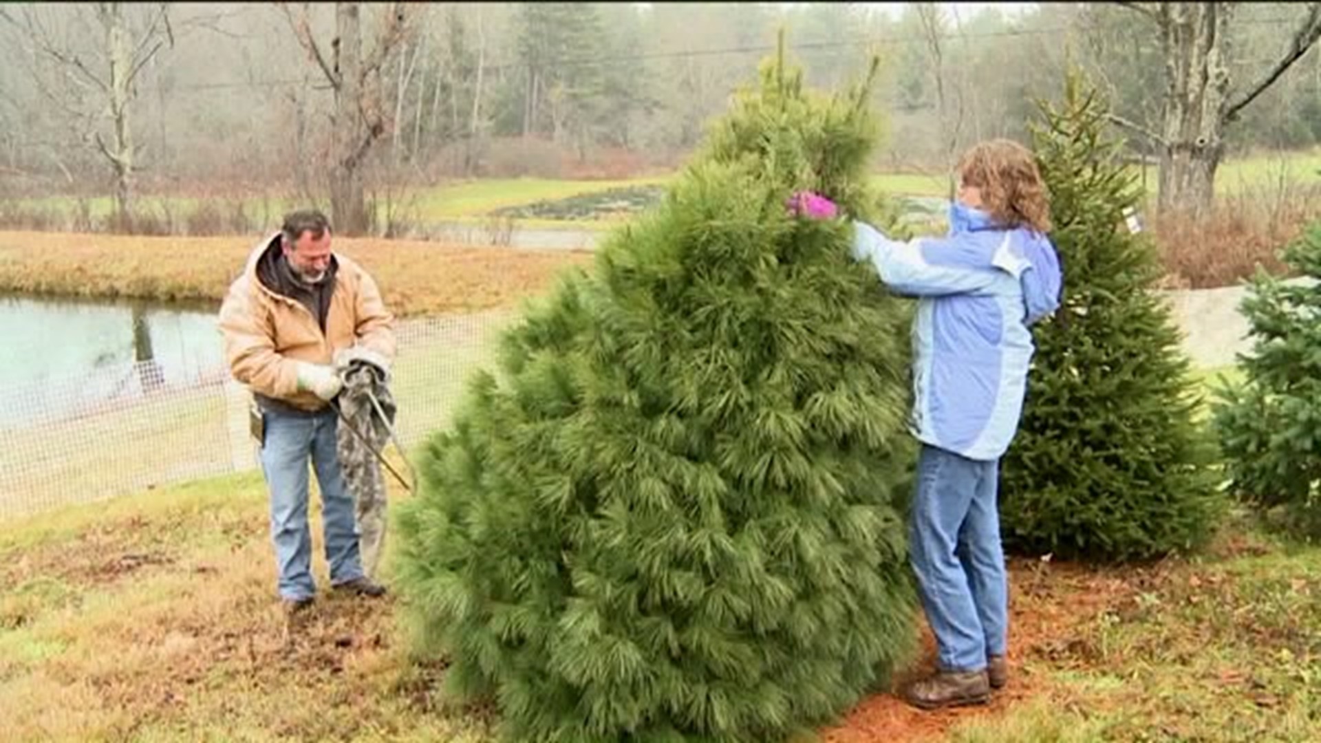 Christmas Tree Farm Sees Big Business This Weekend