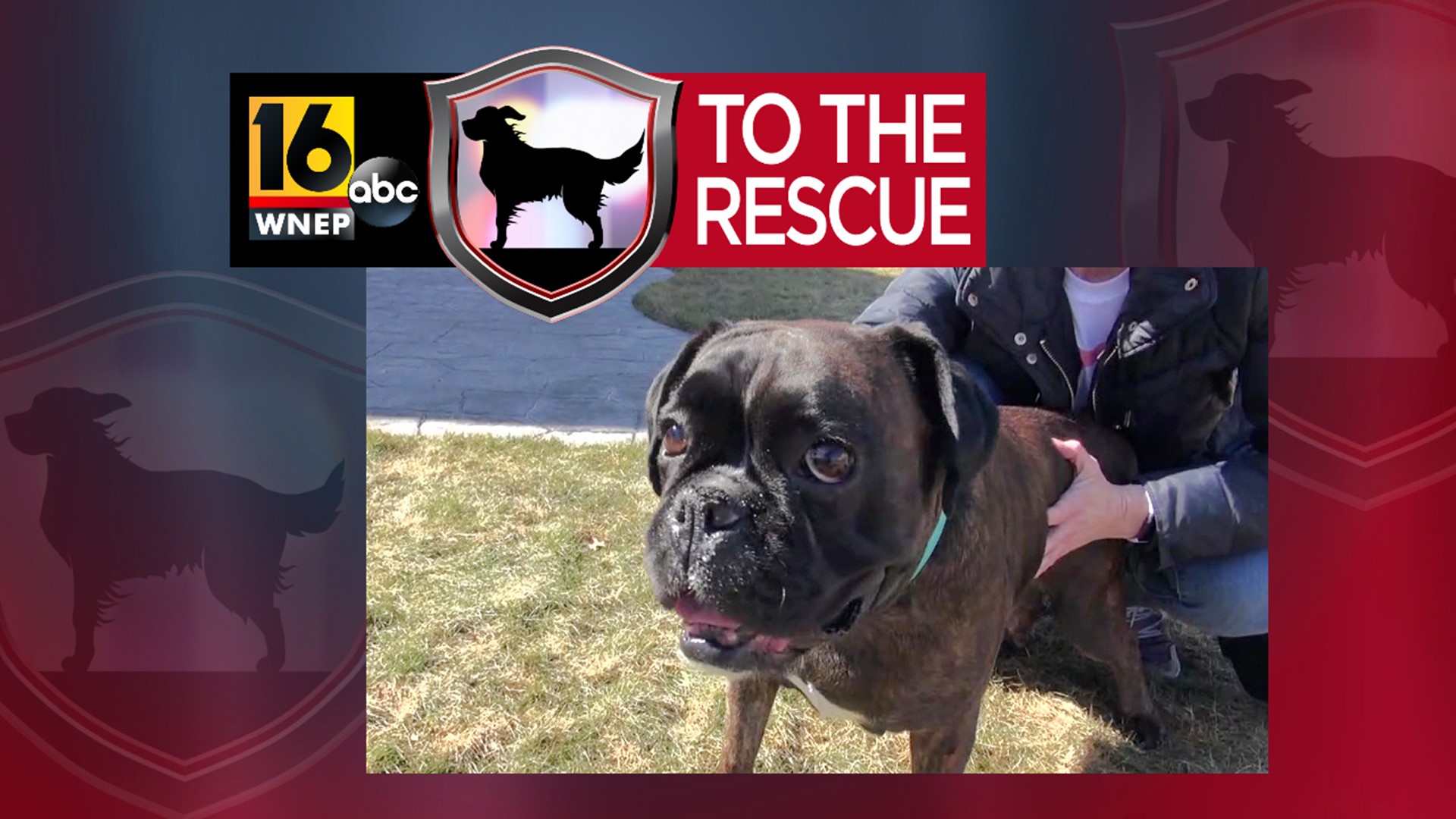 In this week's 16 To The Rescue, we meet a six-year-old Boxer; she is a puppy mill survivor, thriving now that she is living in a real home.