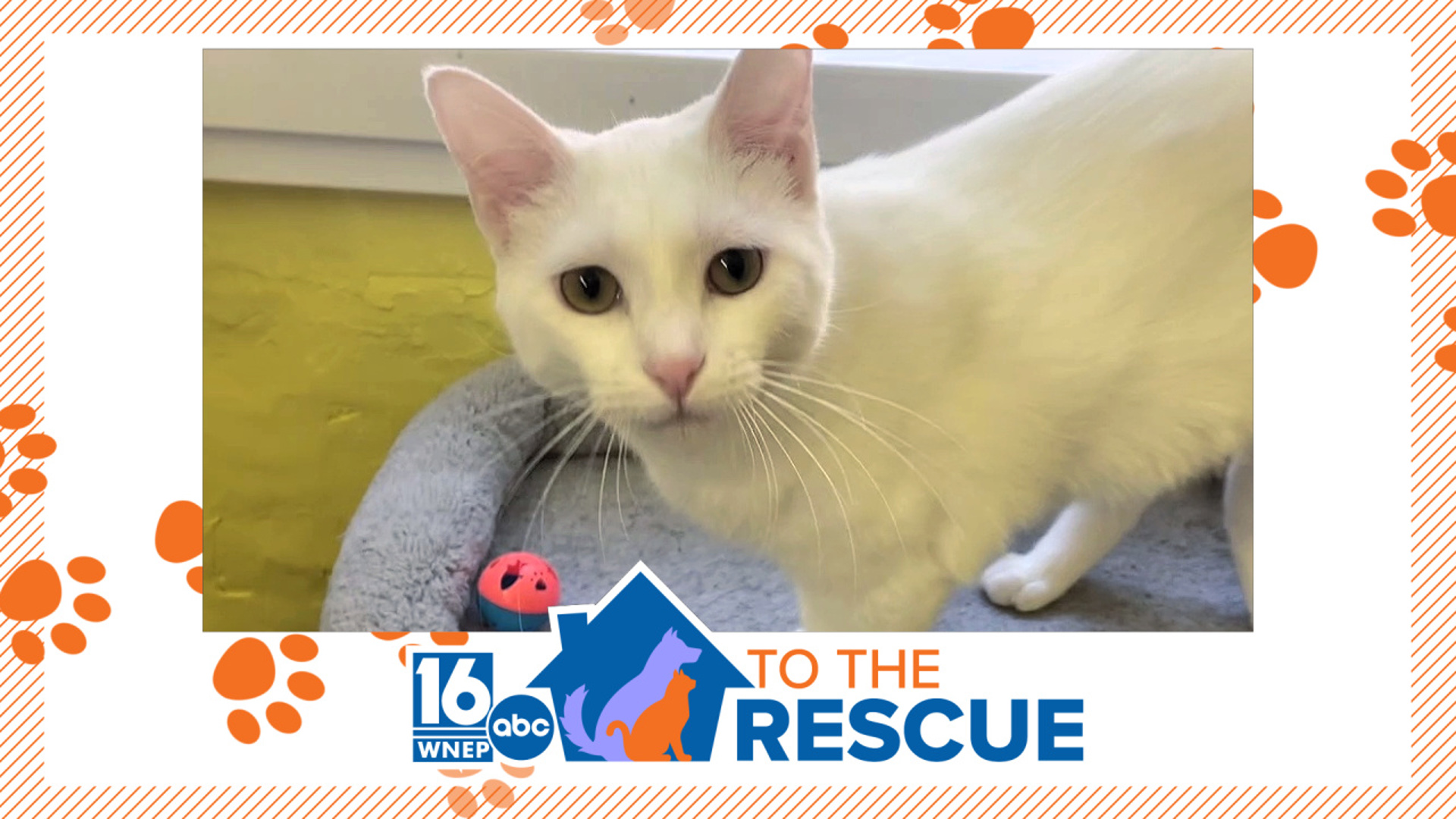 In this week's 16 To The Rescue, we meet a 2-year-old cat who was dumped near an animal shelter in Scranton.
