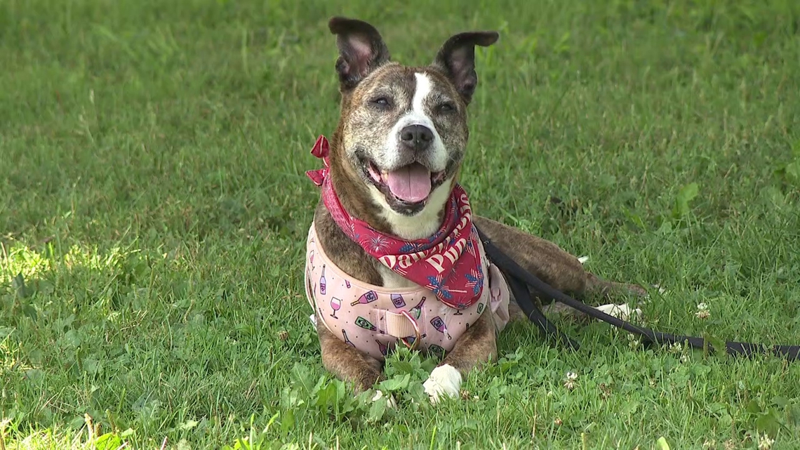 Danville SPCA celebrating annual Pittiefest to help get pitbulls adopted