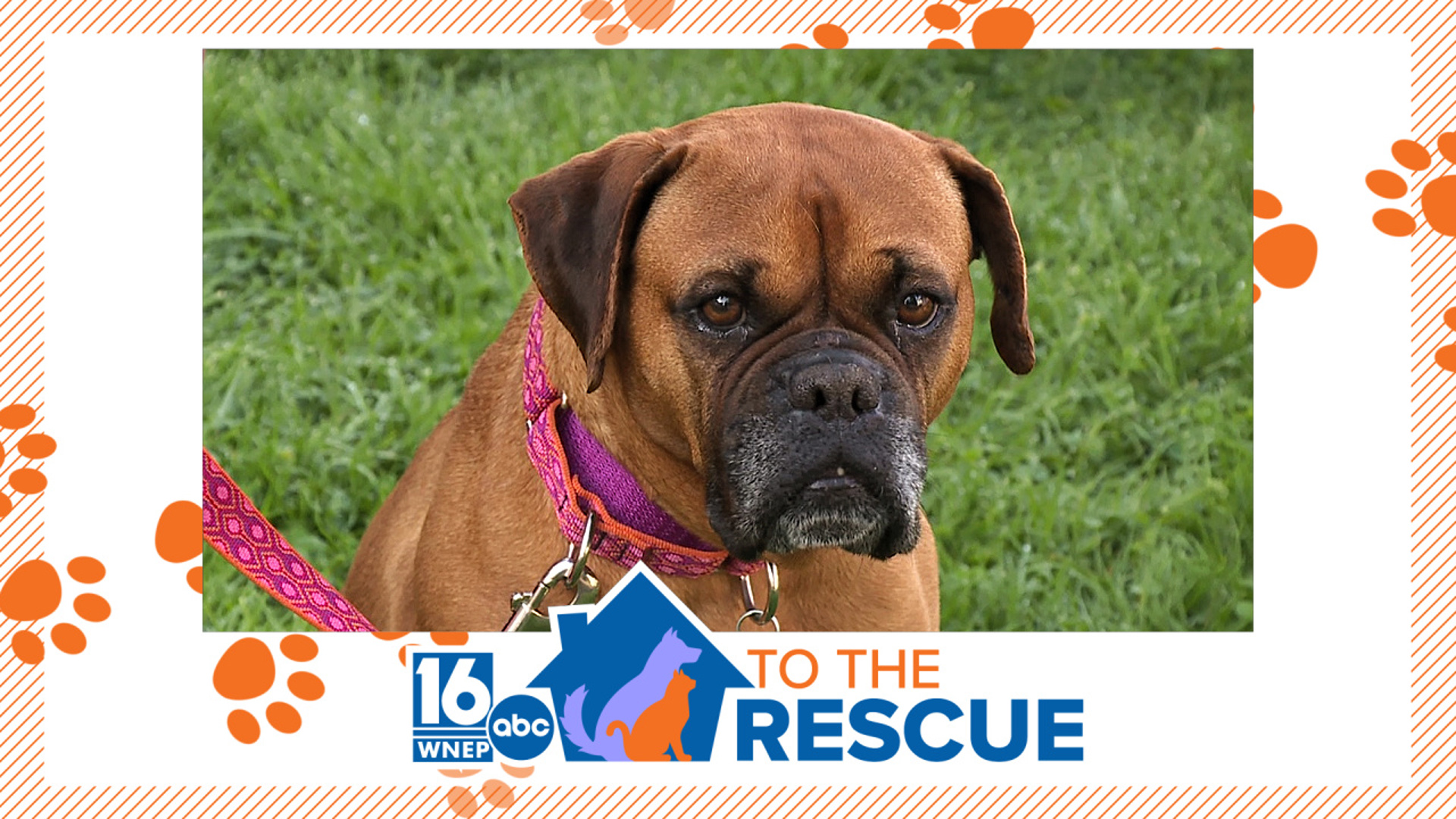 In this week's 16 To The Rescue, we meet a boxer who is learning how to play with toys and walk on a leash for the first time in her life.