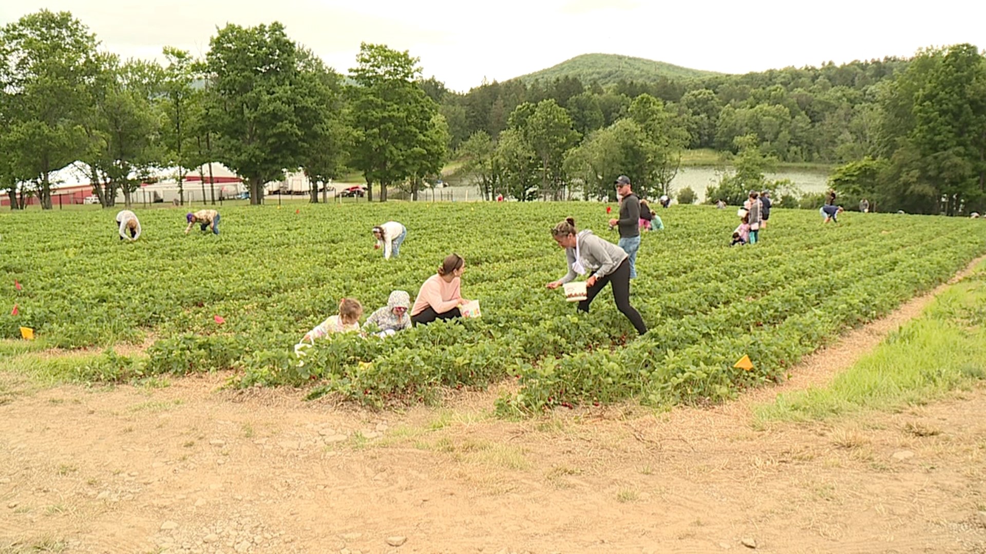 Pallman Farms in Clarks Summit is officially open and ready for strawberry picking.
