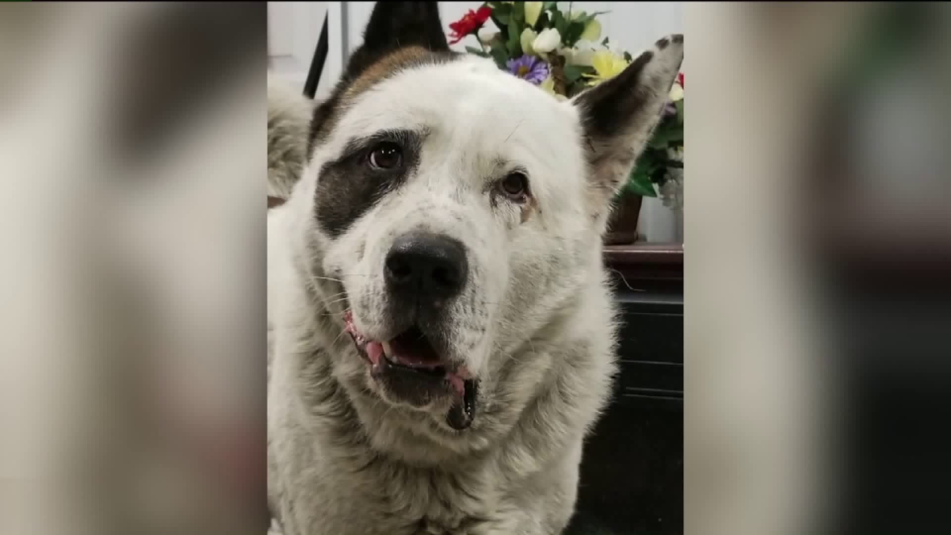 Suffering Dog Found Shot, Unable to be Saved