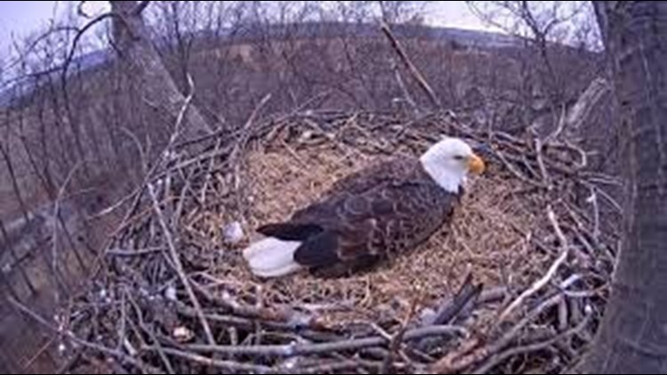 codorus eagle cam