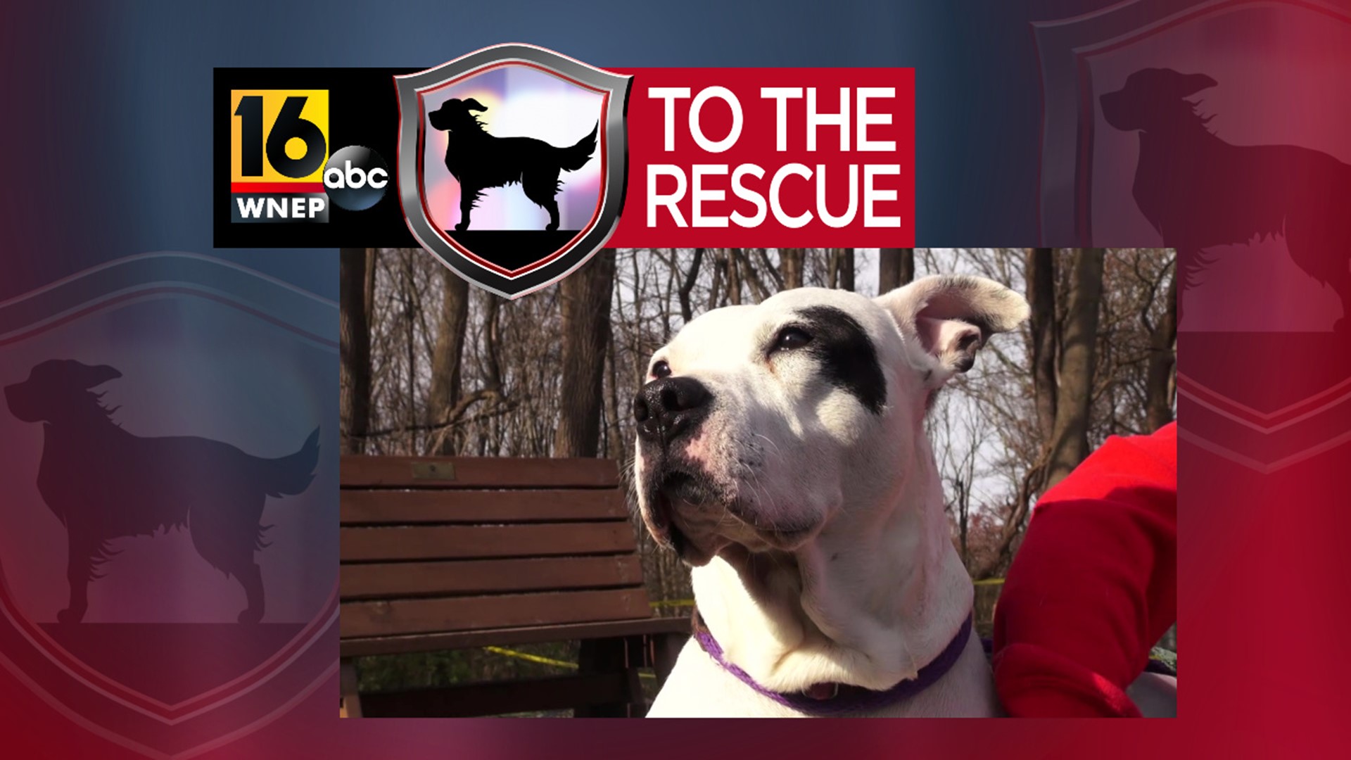 In this week's 16 To The Rescue, we meet an 8-year-old terrier/mix who has been brought back to the shelter more than once through no fault of her own.