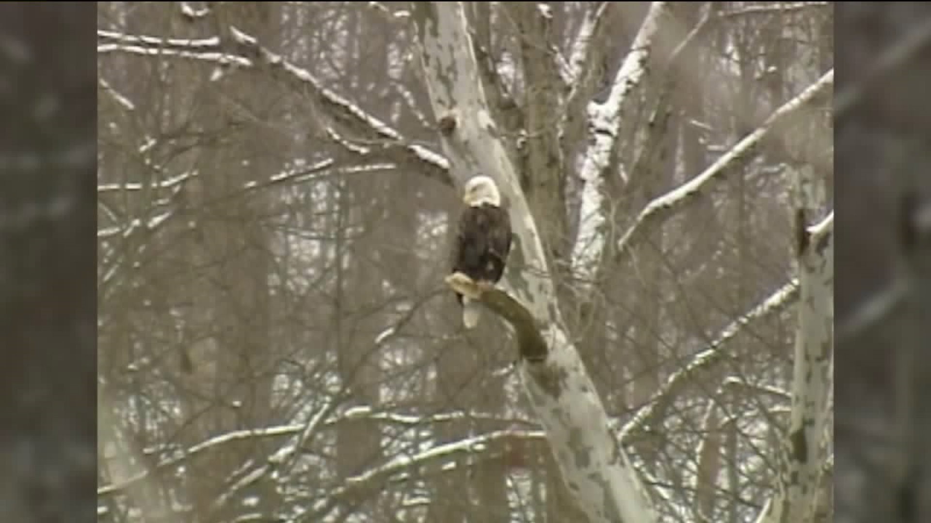 Searching for Eagles in Pike County