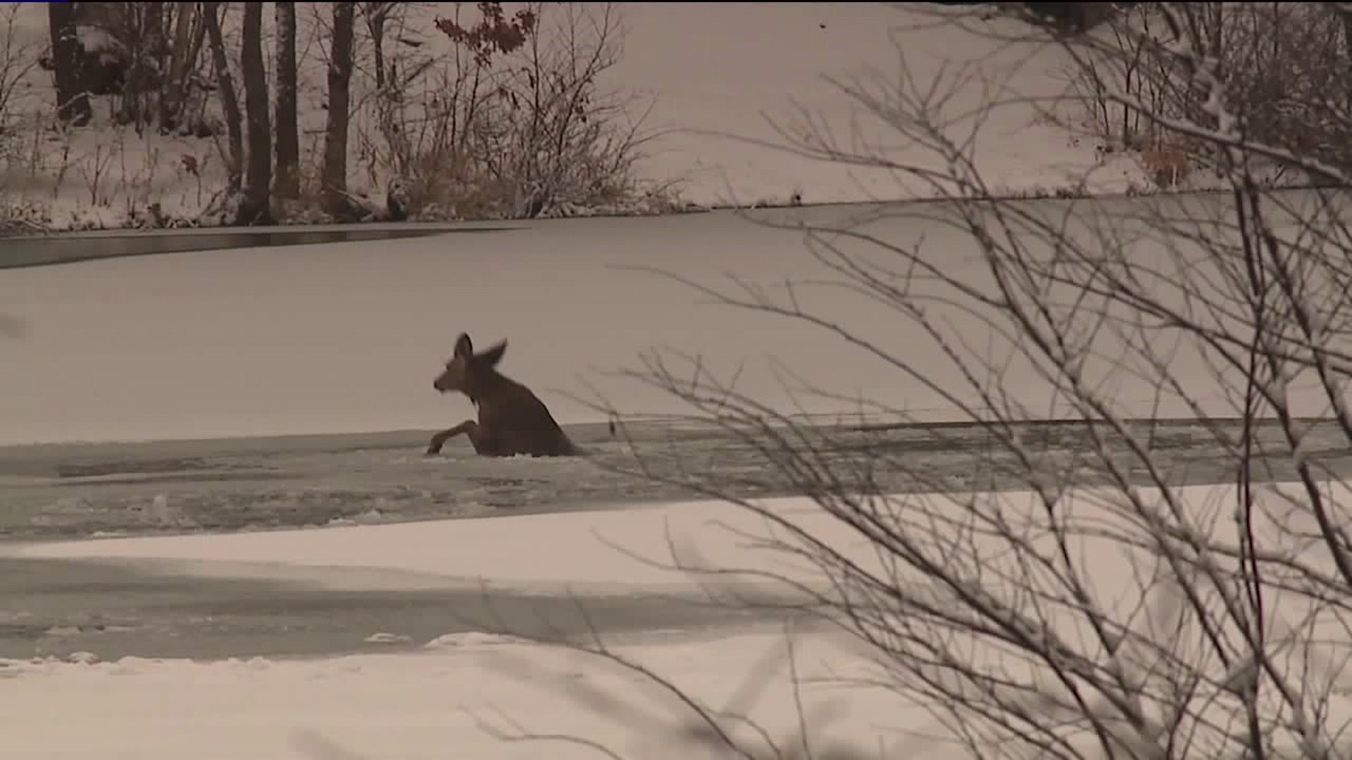 Scranton Firefighters Rescue Deer From Icy Lake