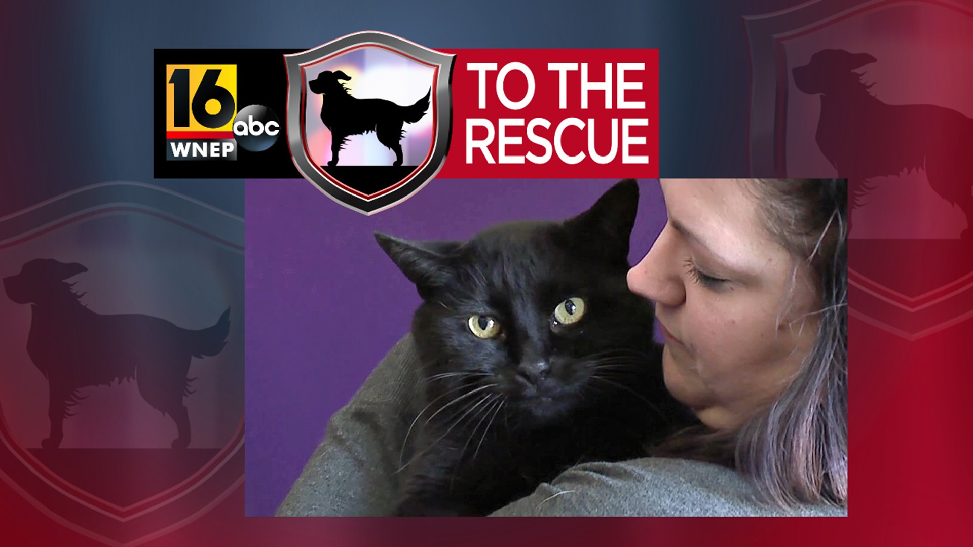 In this week's 16 To The Rescue, we meet an 8-year-old black mini-panther cat whose owner passed away late last year.