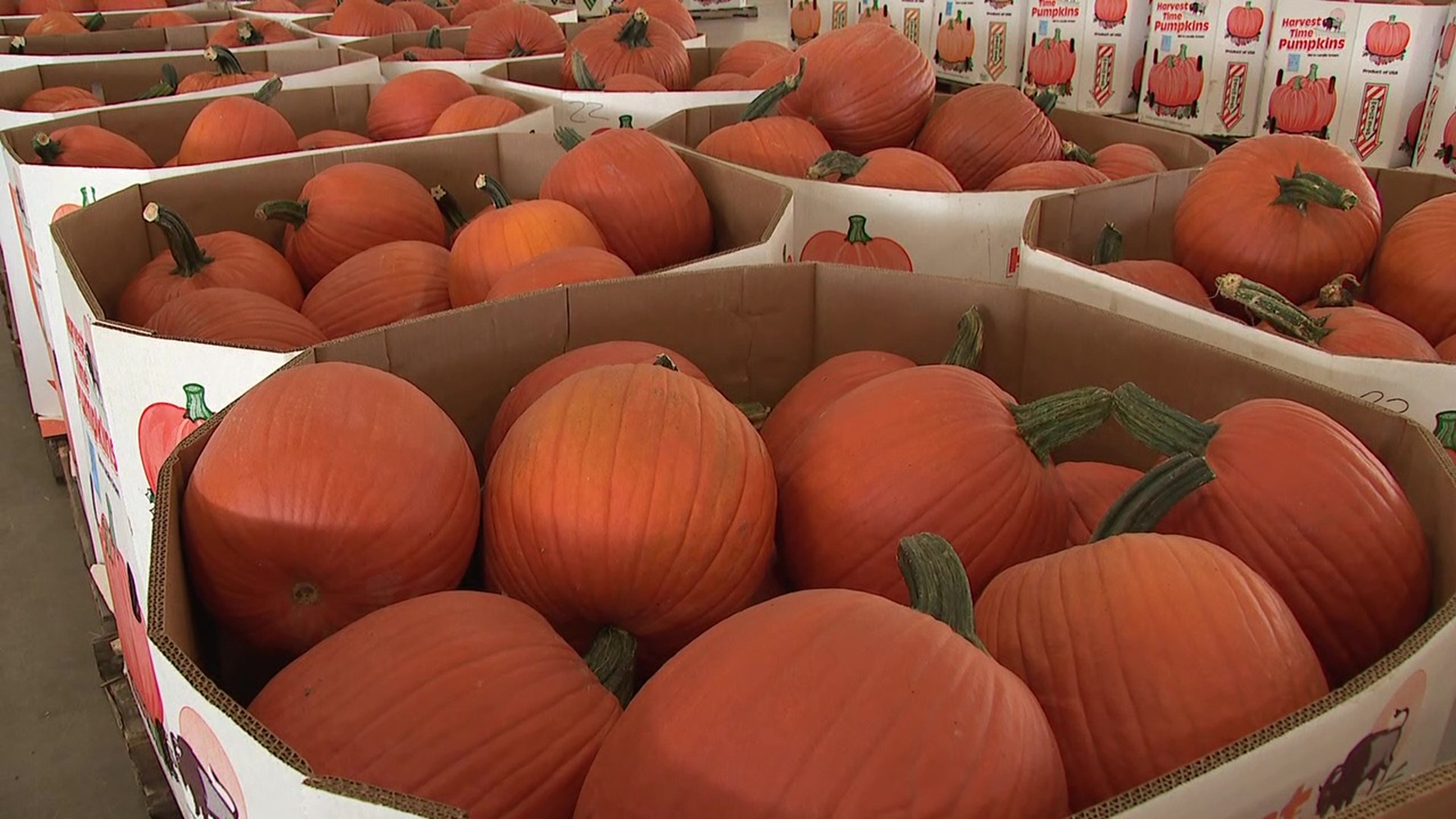 Pumpkins are the most popular fall decorations and some of the ones you buy probably come from an auction in Union County.