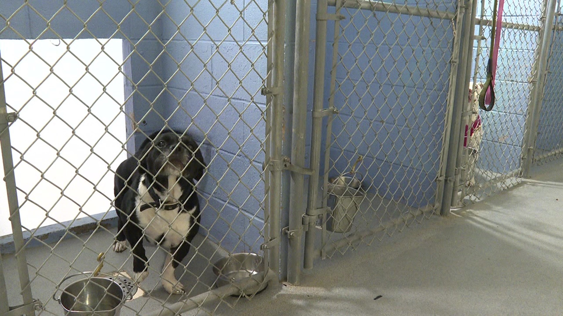 Animal shelter asking municipalities to pay fee for accepting stray animal  