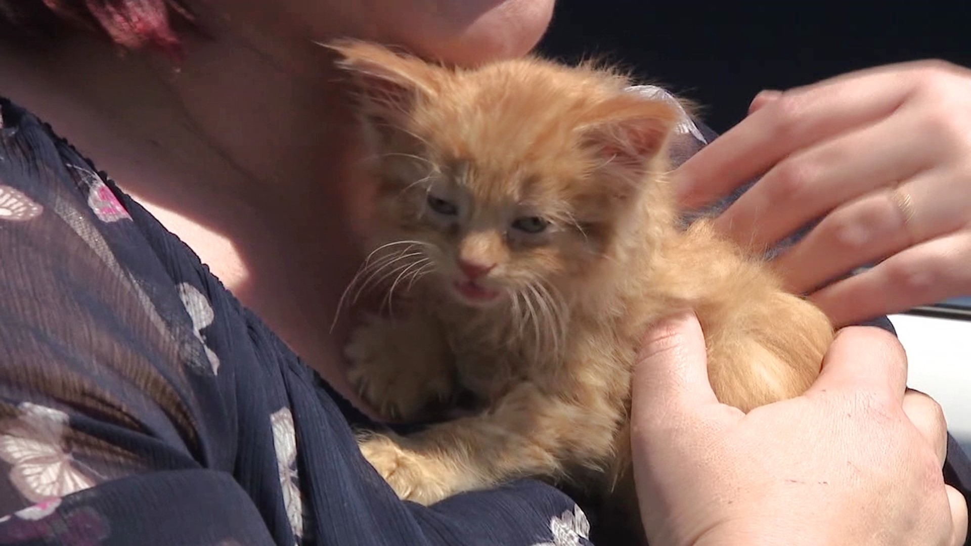 A family shopping trip to a Walmart in Columbia County saved the life of a 6-week-old kitten this week.