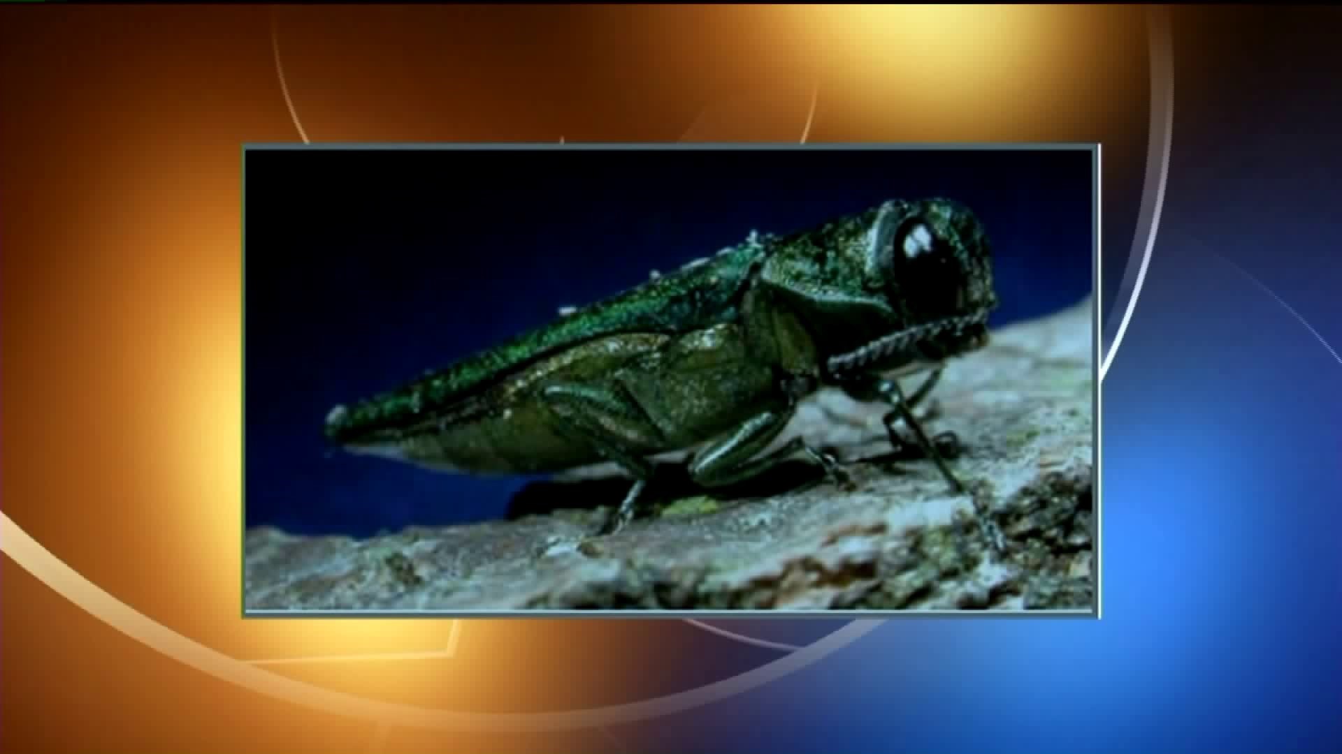 Invasive Tree-killing Bug Spotted in Poconos