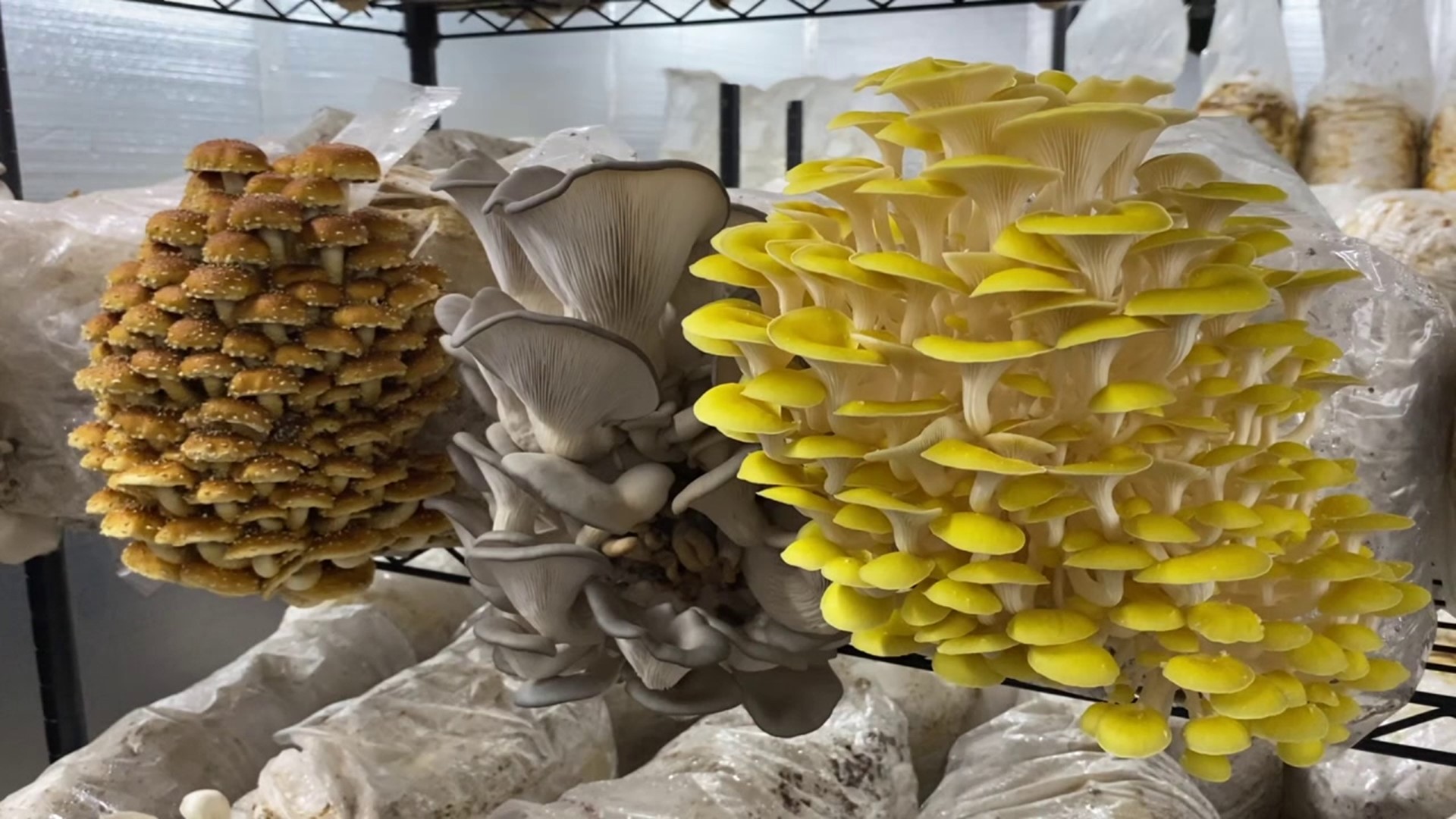 Ten Mile Mushrooms is not only celebrating the growth of its mushrooms but also the growth of its business.