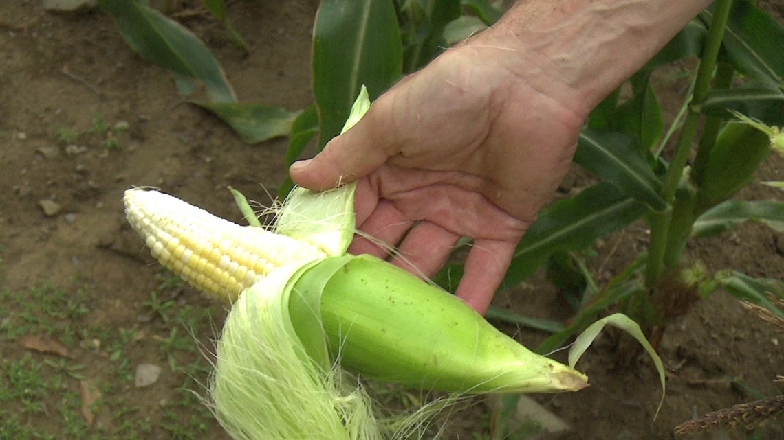 Farmer Temporarily Closes because of Dry Weather - Vimarsana News