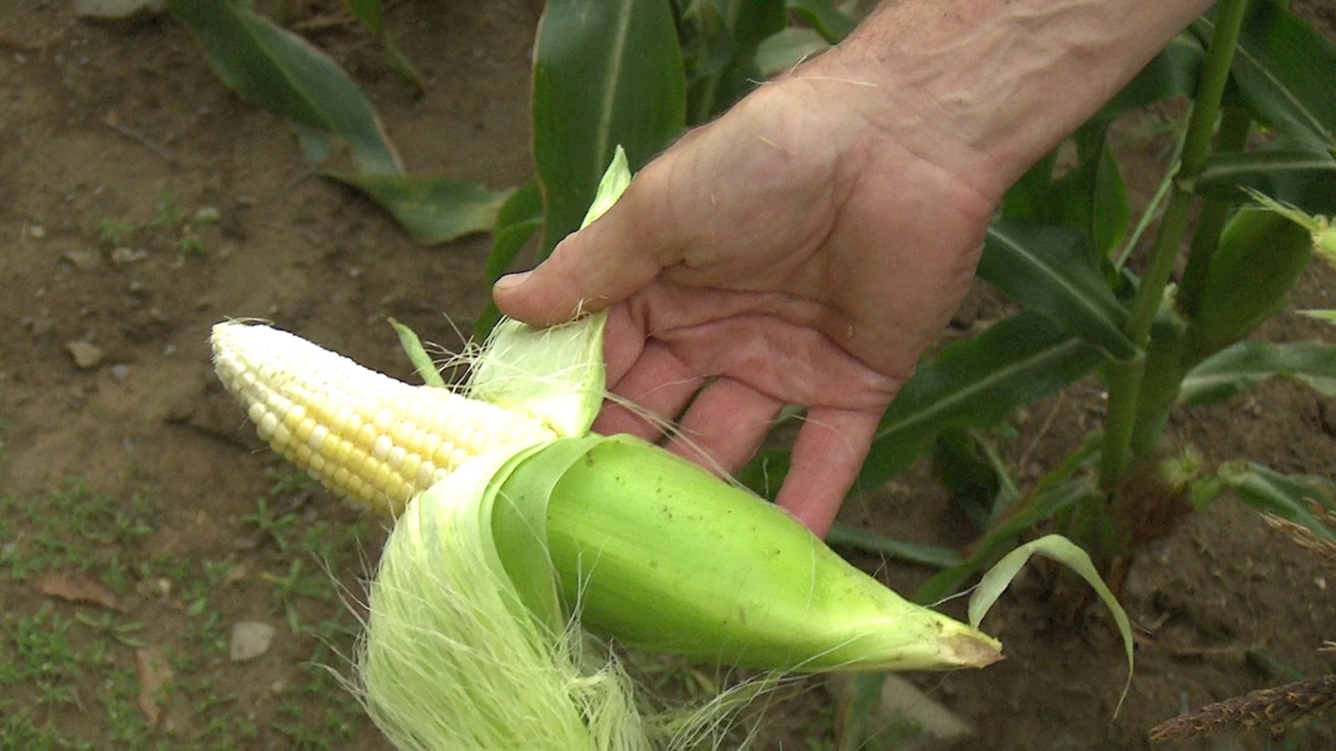 Farms and gardens that saw rain in Luzerne County certainly needed it. One farm in Harding says it's already too little, too late.