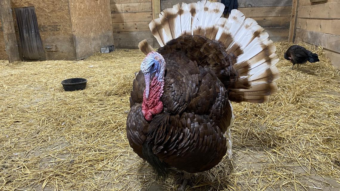 Turkeys are the guests of honor at Indraloka's 'ThanksLiving' event