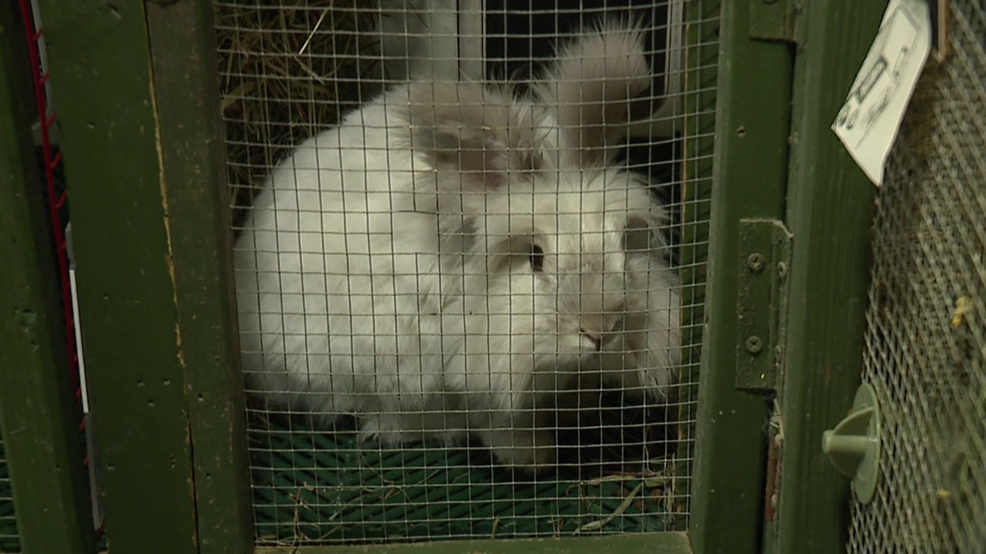 Blue Chip Farm Animal Refuge already has its hands full with dogs, but this time of year, its attention turns to rabbits.