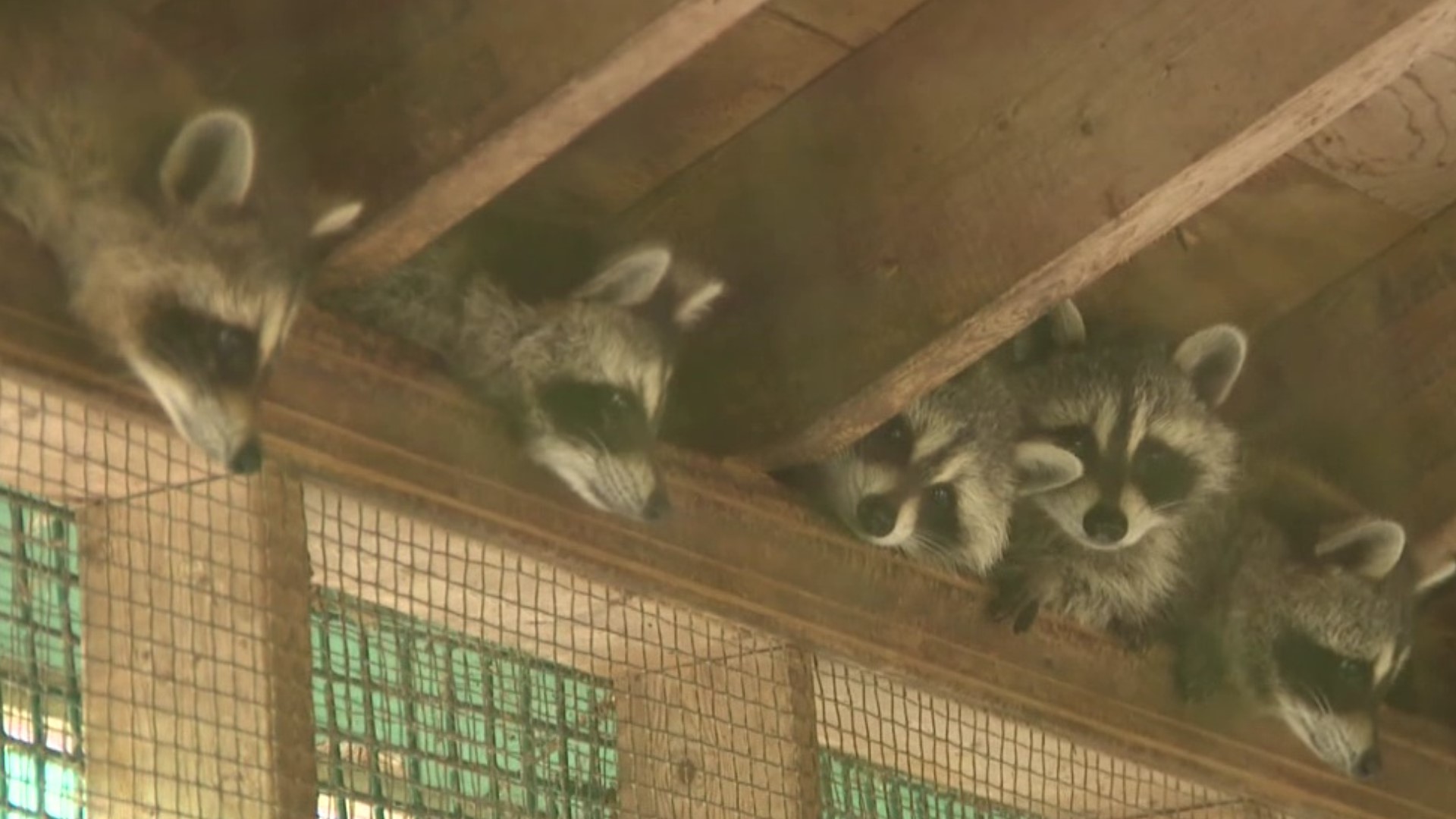 Pocono Wildlife Rehabilitation and Education Center near Saylorsburg is opening its doors this weekend for its biggest fundraiser of the year.