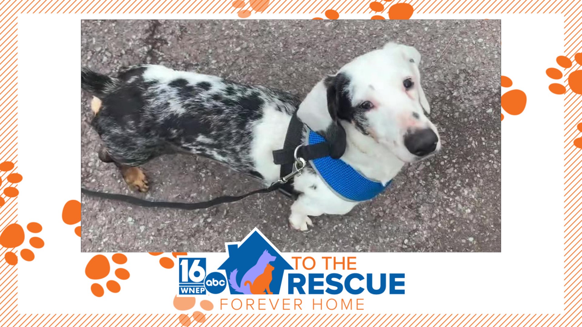 We've all heard that good things come in small packages. In this week's 16 To the Rescue, we meet Snoopy, a tiny pup with a big personality.