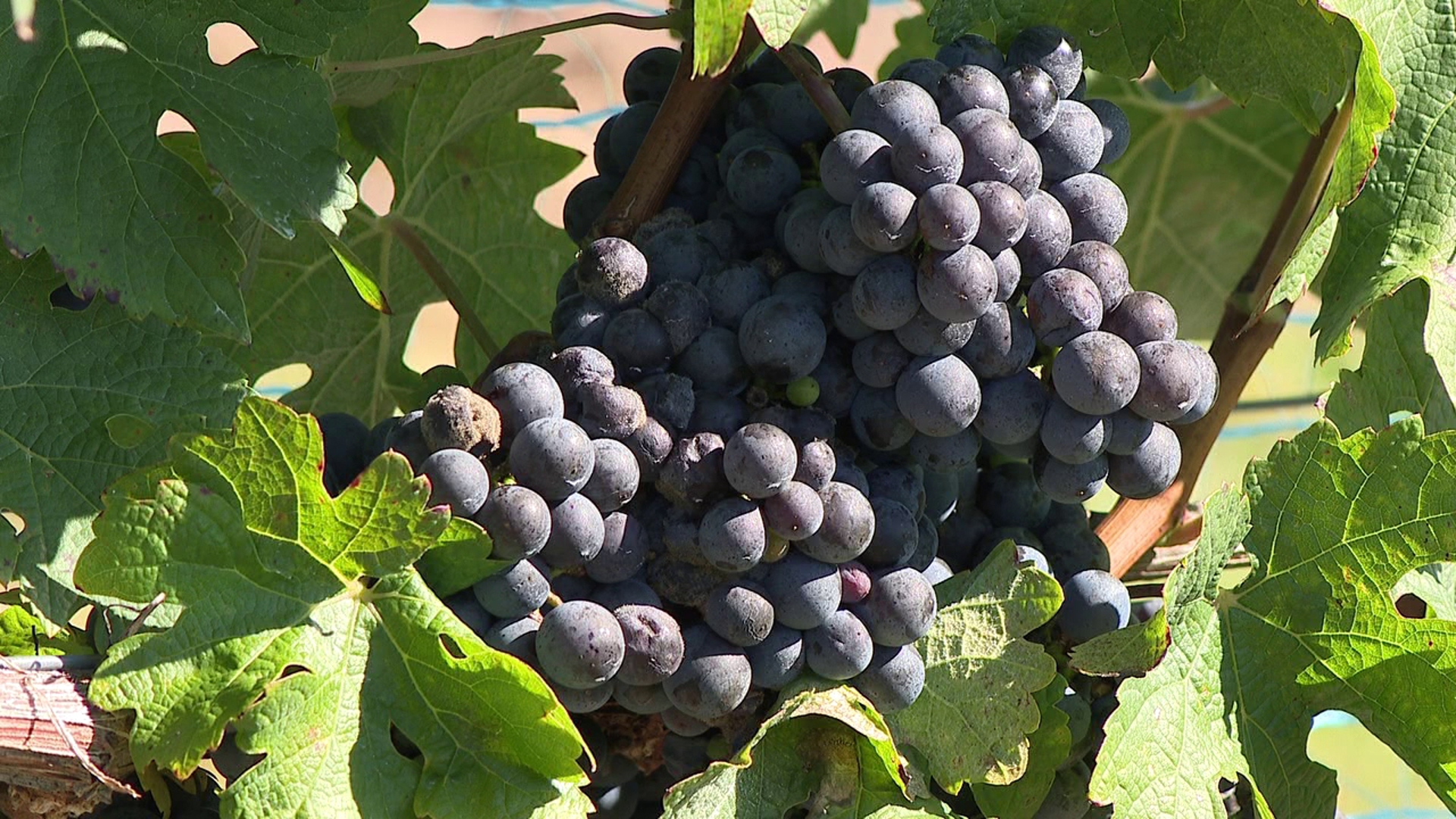 Snyder County winery and vineyard in the midst of harvesting grapes and turning them into wine