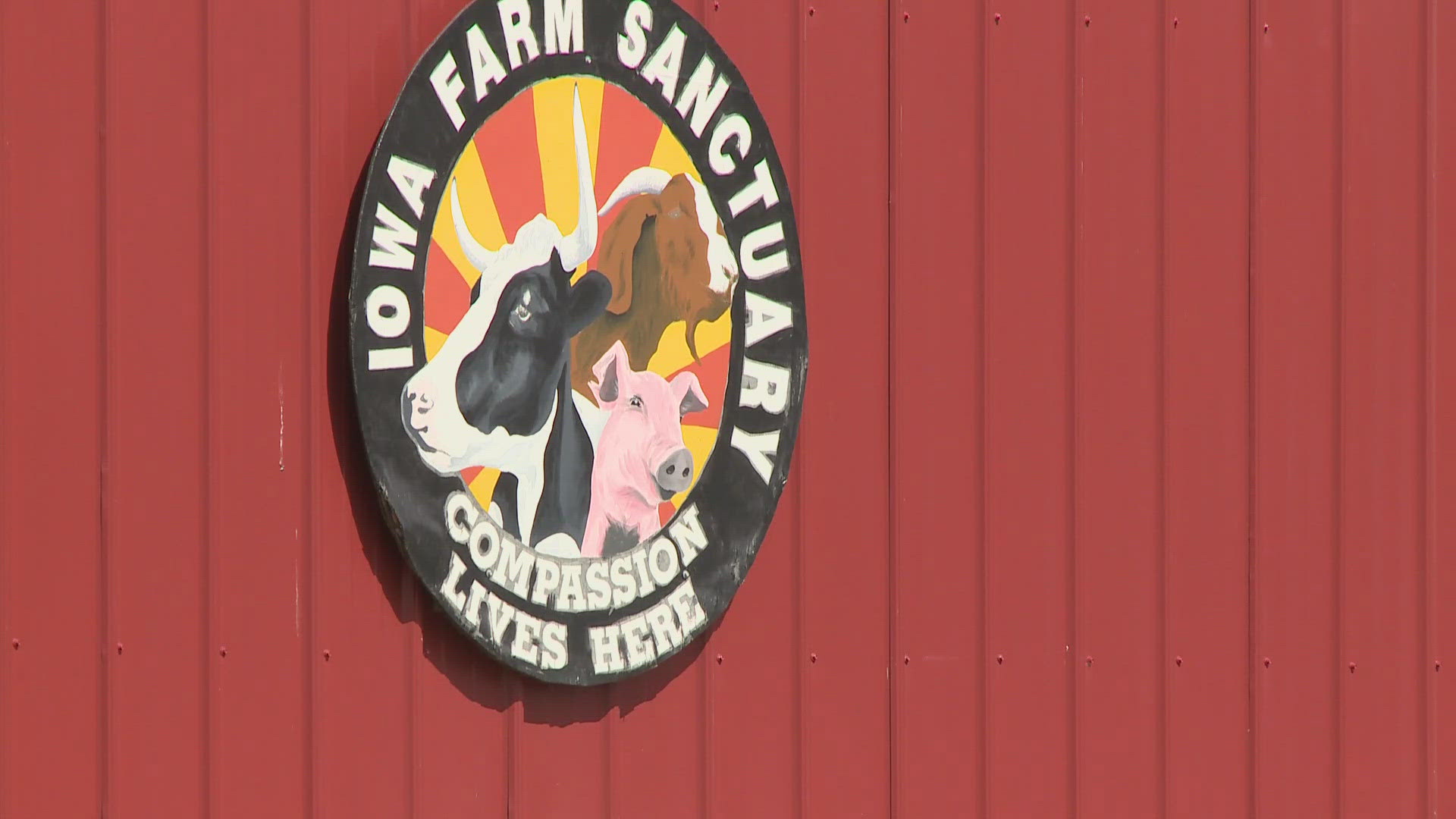 The Iowa Farm Sanctuary is home to many animals, Local 5 photojournalist Ben Neessen takes a peek into Phill's new home.