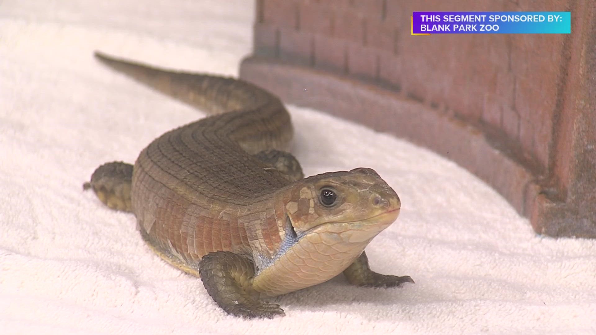 A Little Critter Visits from the Blank Park Zoo | Paid Content ...