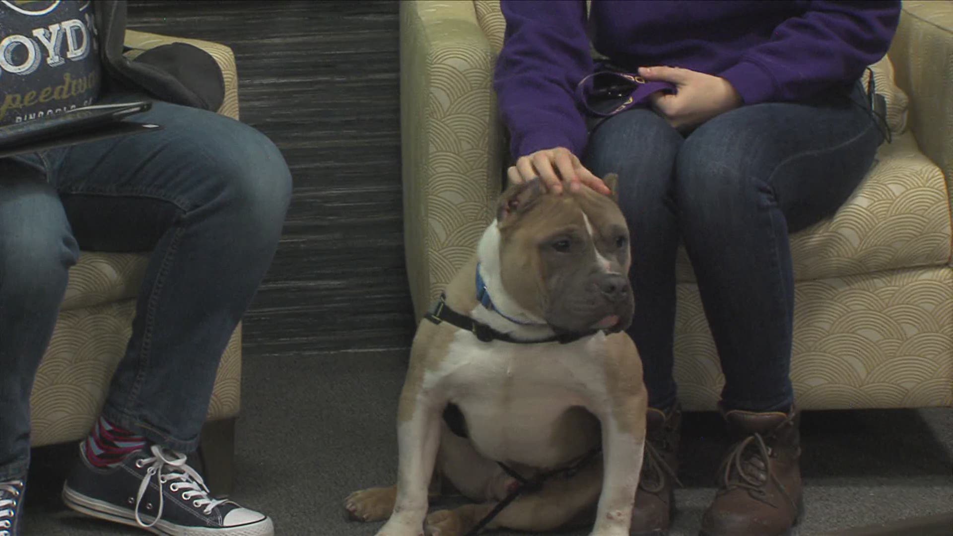Ray visits Iowa Live in hopes to find a forever home.