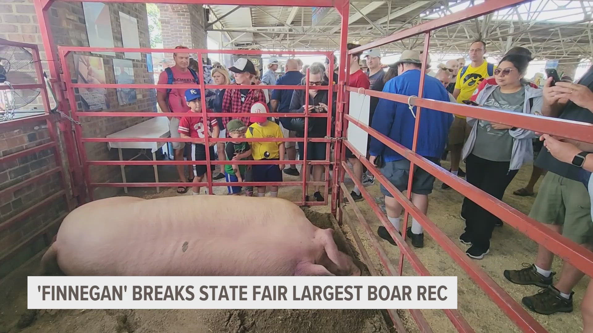 "Finnegan" the boar weighs in at 1,420 pounds, breaking the previous record by almost 100 pounds.