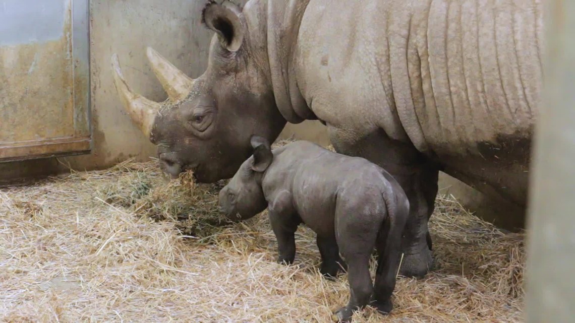 Baby rhino Kamara will make her first public appearance this weekend