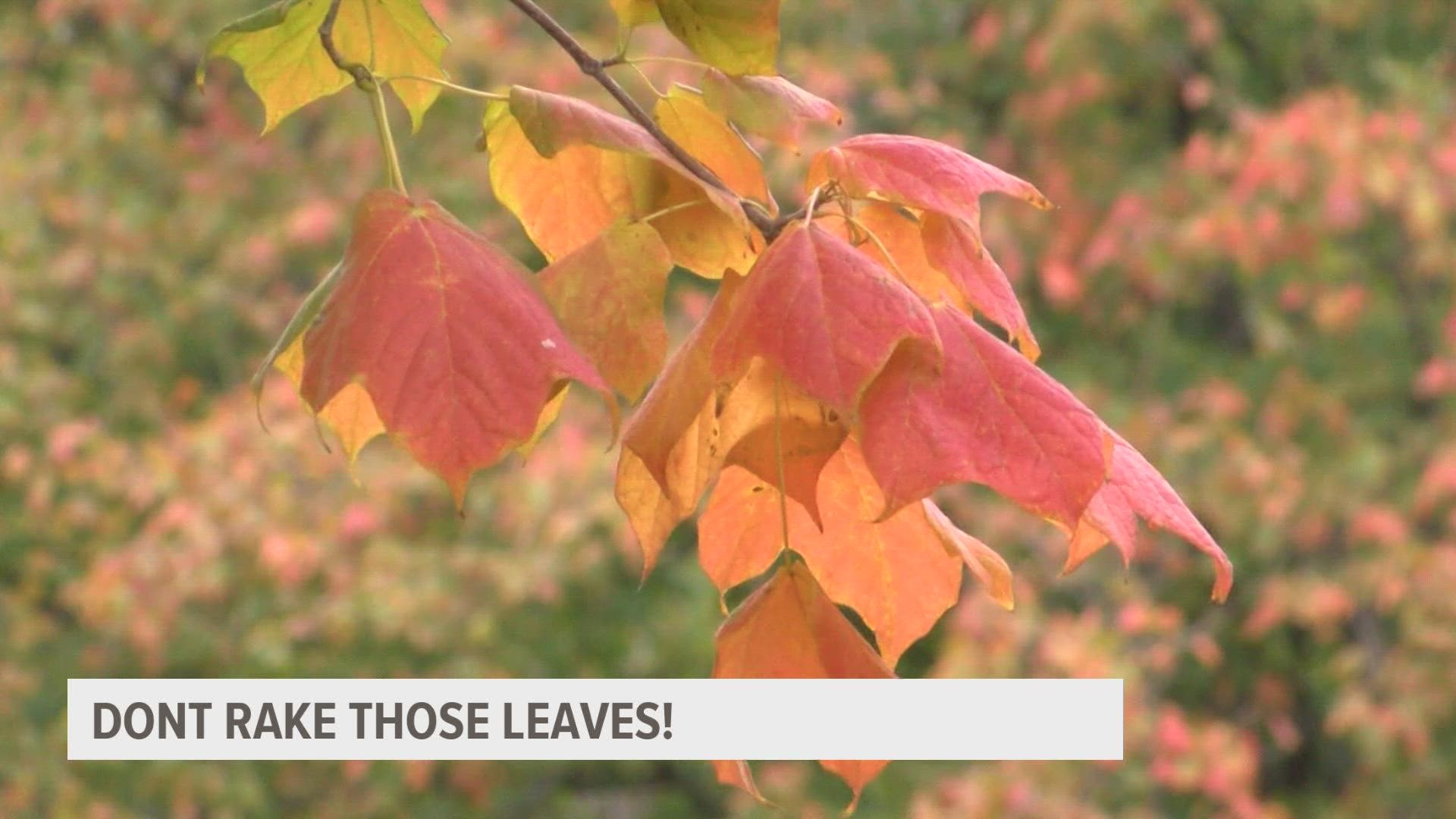 A late start to fall foliage means leaves will be coming down quickly over the next couple weeks. Experts say you can use them as natural fertilizer.