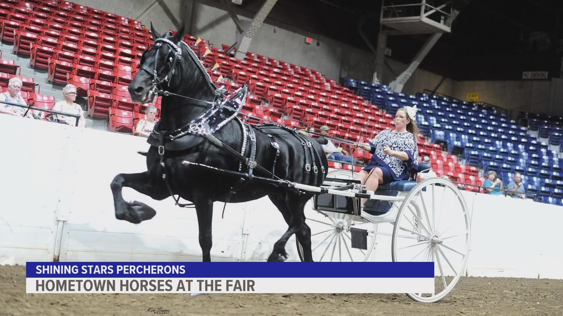 Shining Stars Percherons shows have won both world and national titles before, and now the team will join in on the fun at the Iowa State Fair.